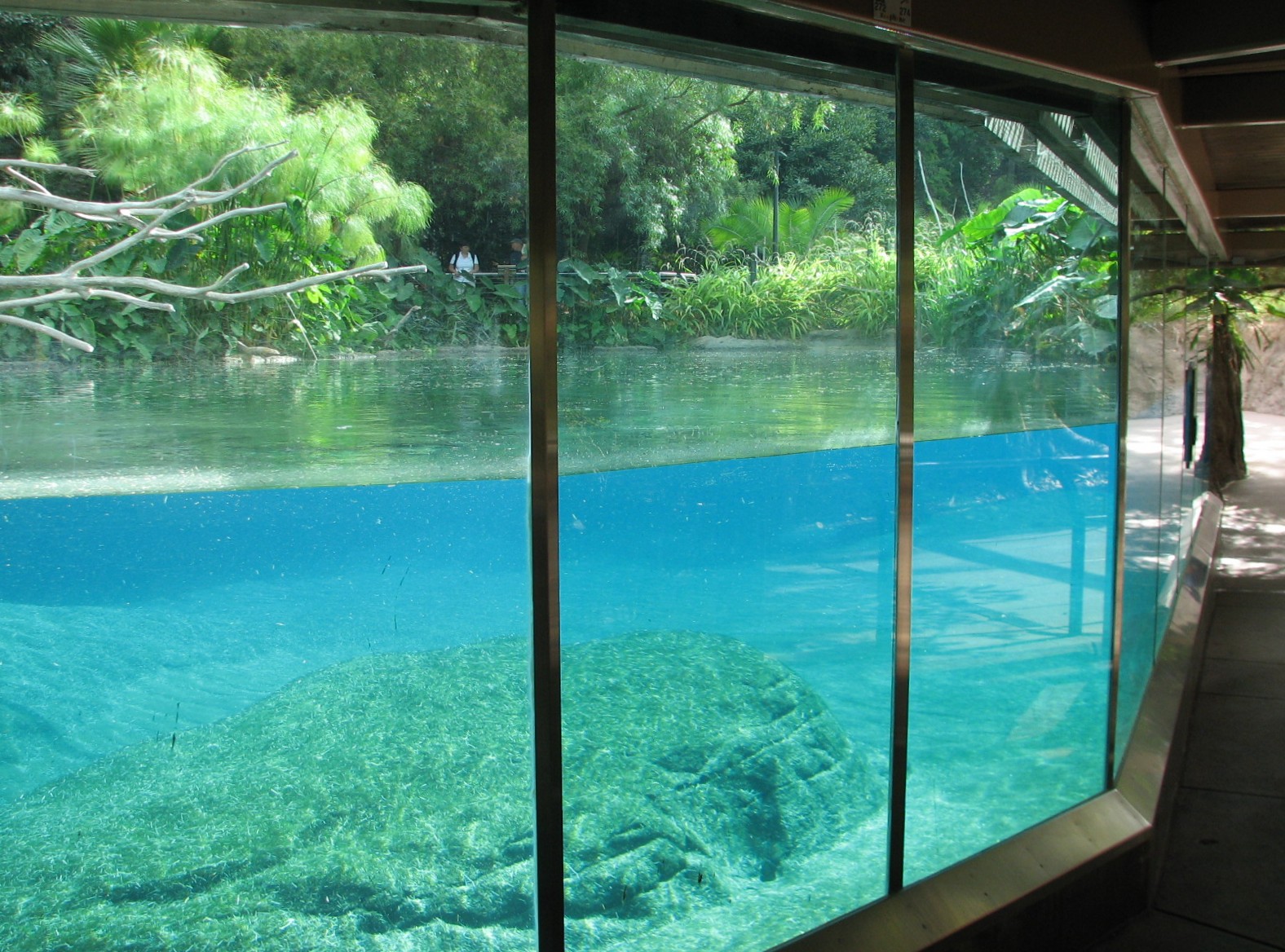 Lost Forest - Ituri Forest - Hippo Exhibit