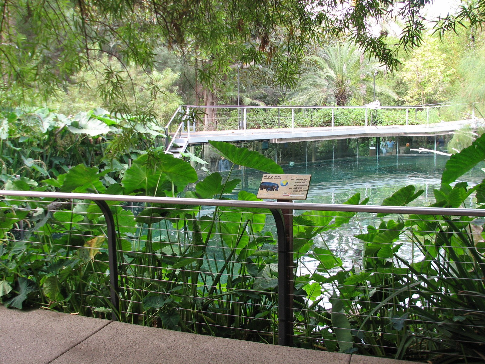 Lost Forest - Ituri Forest - Hippo Exhibit