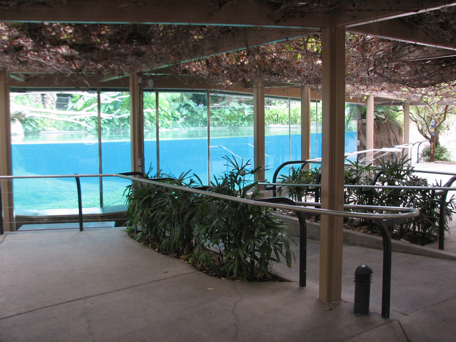 Lost Forest - Ituri Forest - Hippo Viewing Area