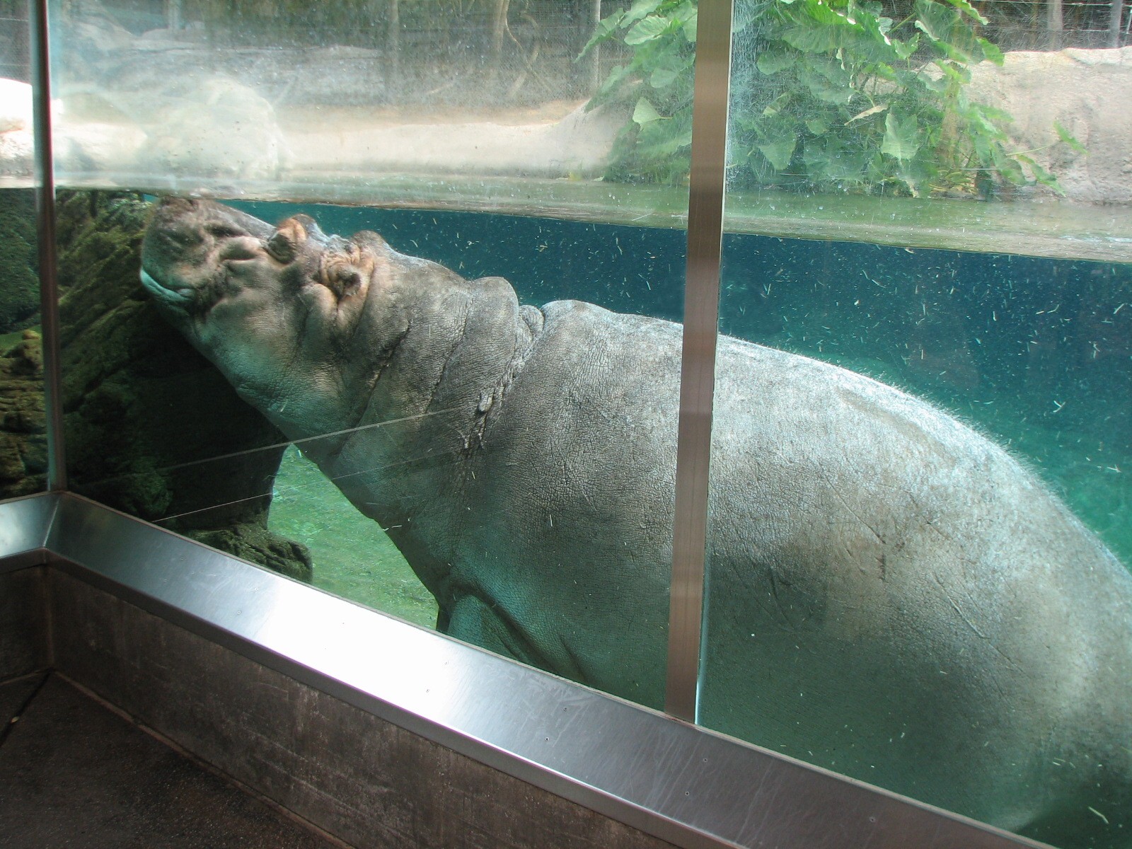 Lost Forest - Ituri Forest - Hippo