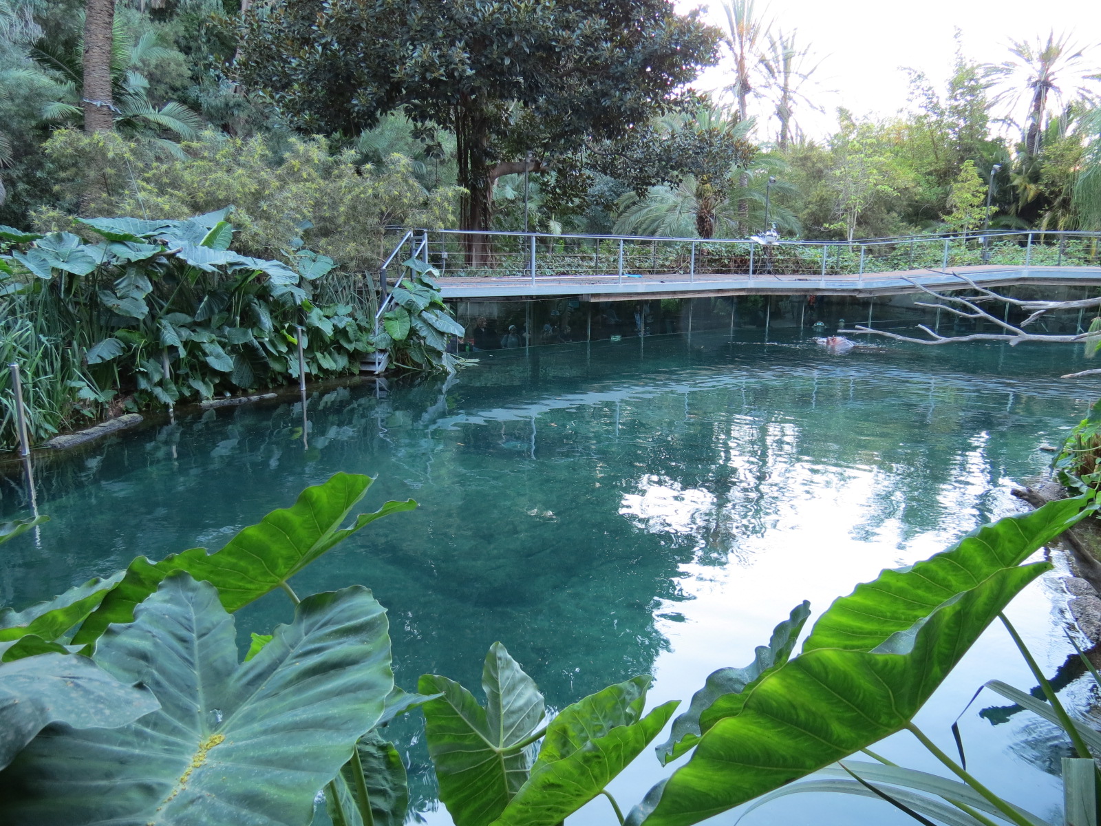 Lost Forest - Ituri Forest - Hippopotamus Exhibit