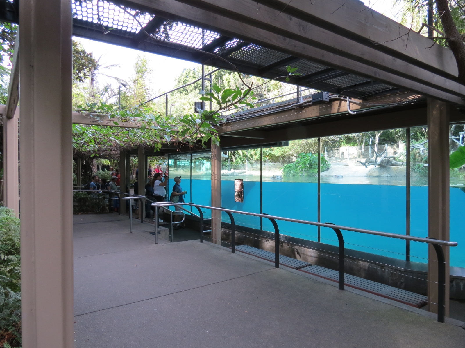 Lost Forest - Ituri Forest - Hippopotamus Exhibit