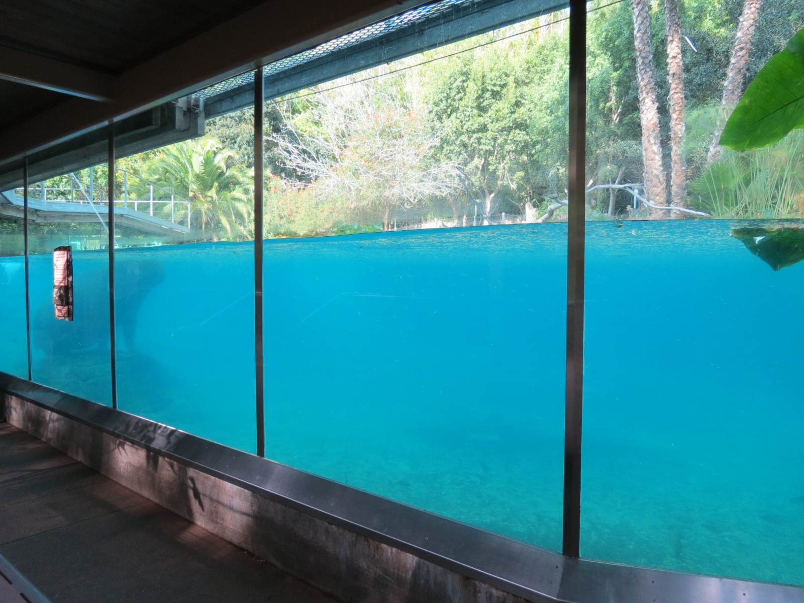 Lost Forest - Ituri Forest - Hippopotamus Exhibit