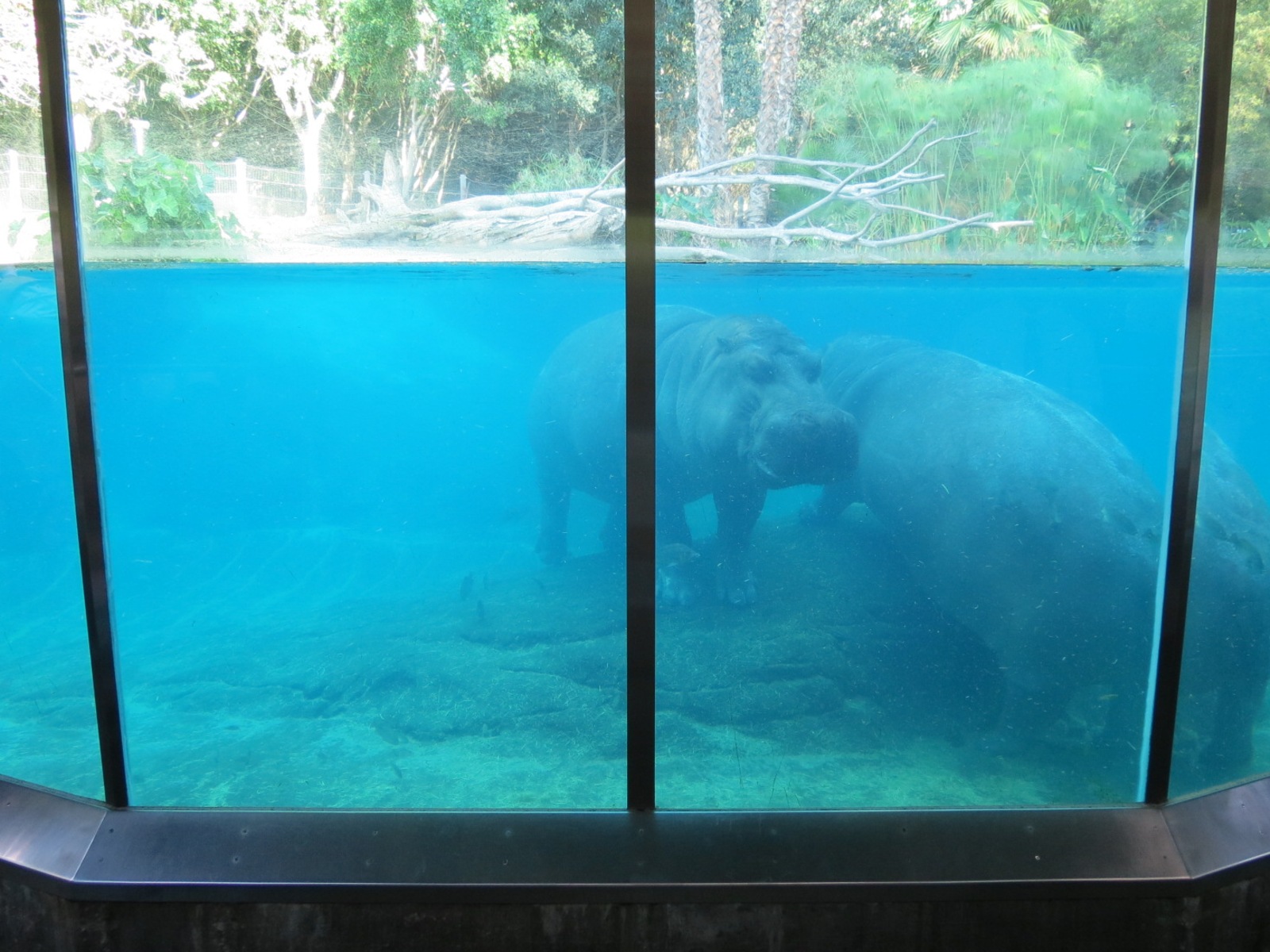 Lost Forest - Ituri Forest - Hippopotamus Exhibit