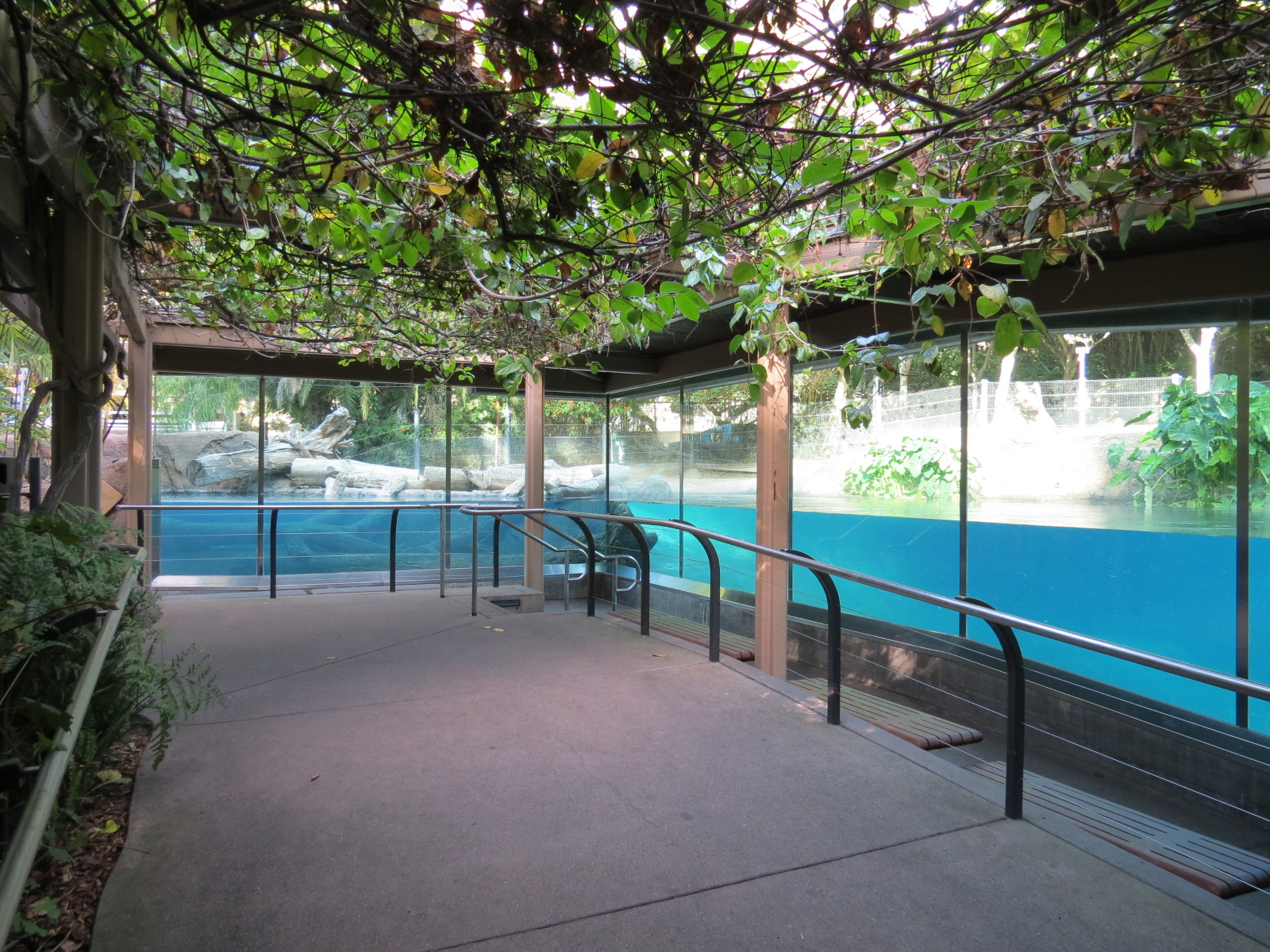 Lost Forest - Ituri Forest - Hippopotamus Exhibit
