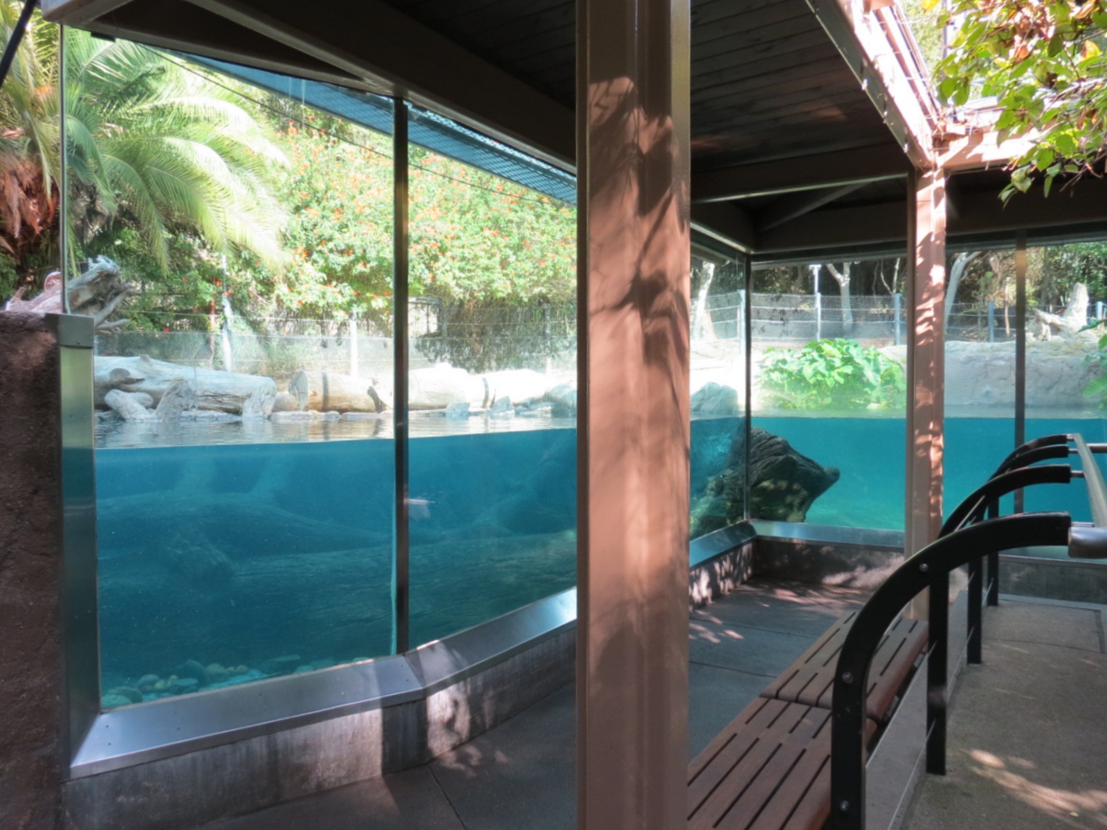Lost Forest - Ituri Forest - Hippopotamus Exhibit