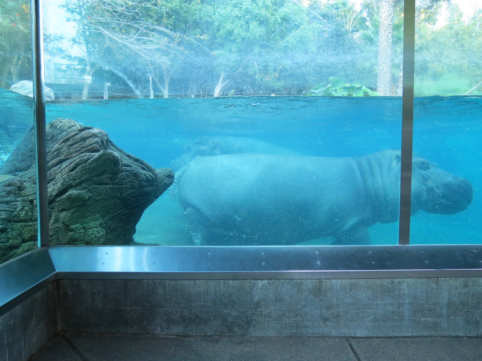Lost Forest - Ituri Forest - Hippopotamus Exhibit