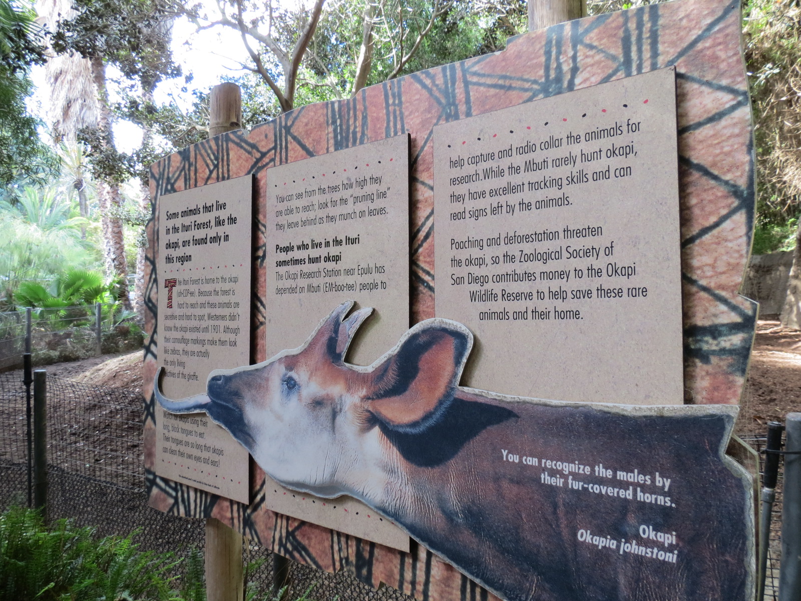 Lost Forest - Ituri Forest - Okapi Exhibit