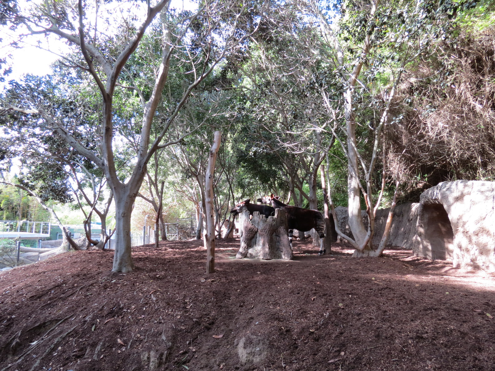 Lost Forest - Ituri Forest - Okapi Exhibit