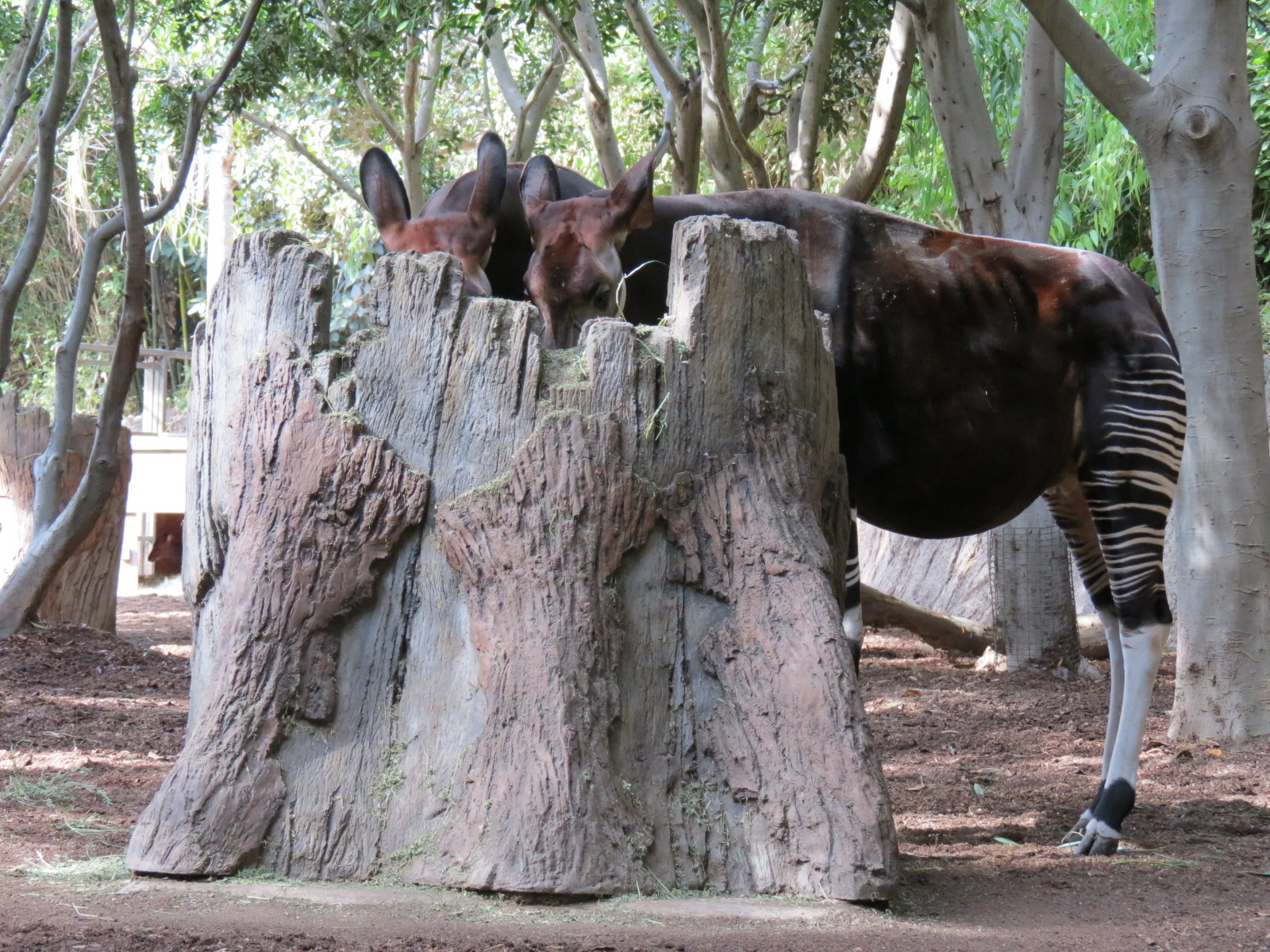 Lost Forest - Ituri Forest - Okapi Exhibit