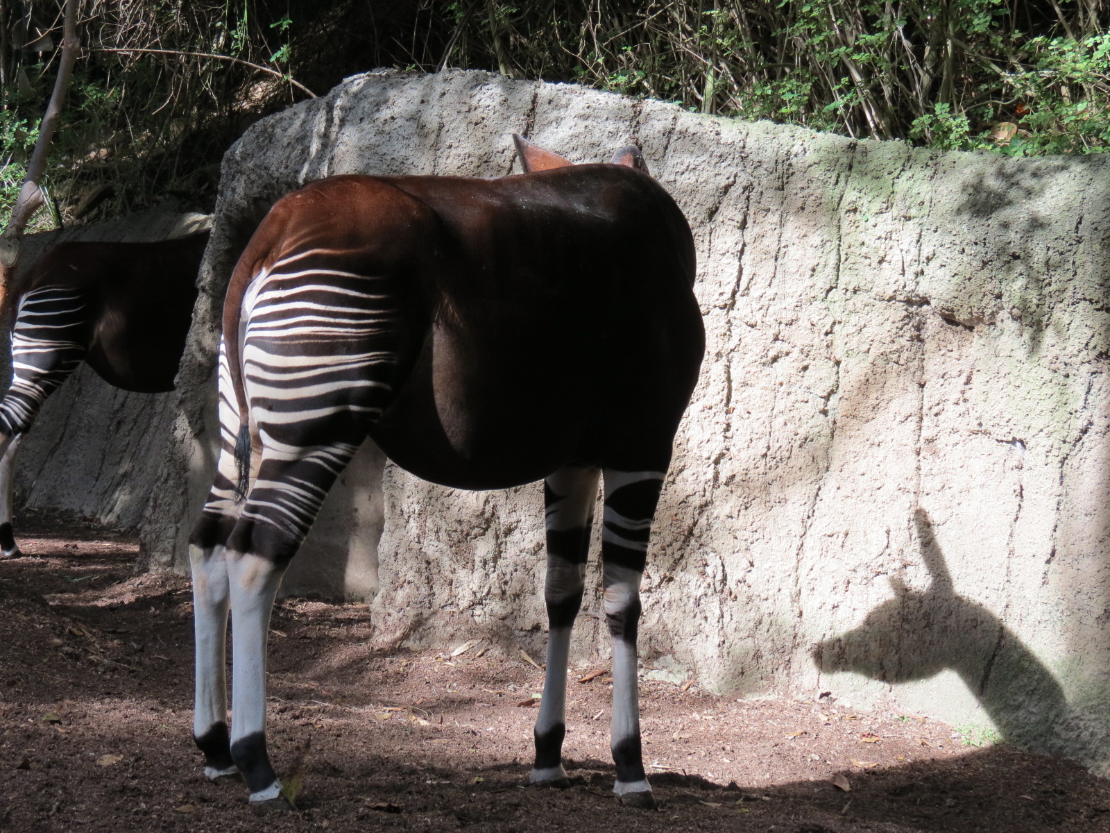 Lost Forest - Ituri Forest - Okapi Exhibit