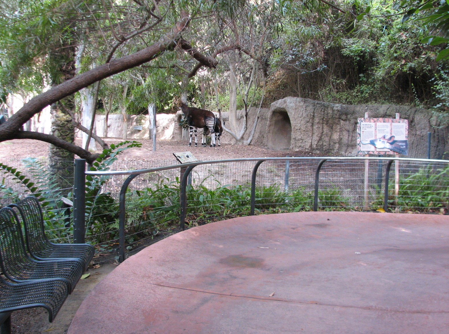 Lost Forest - Ituri Forest - Okapi Exhibit