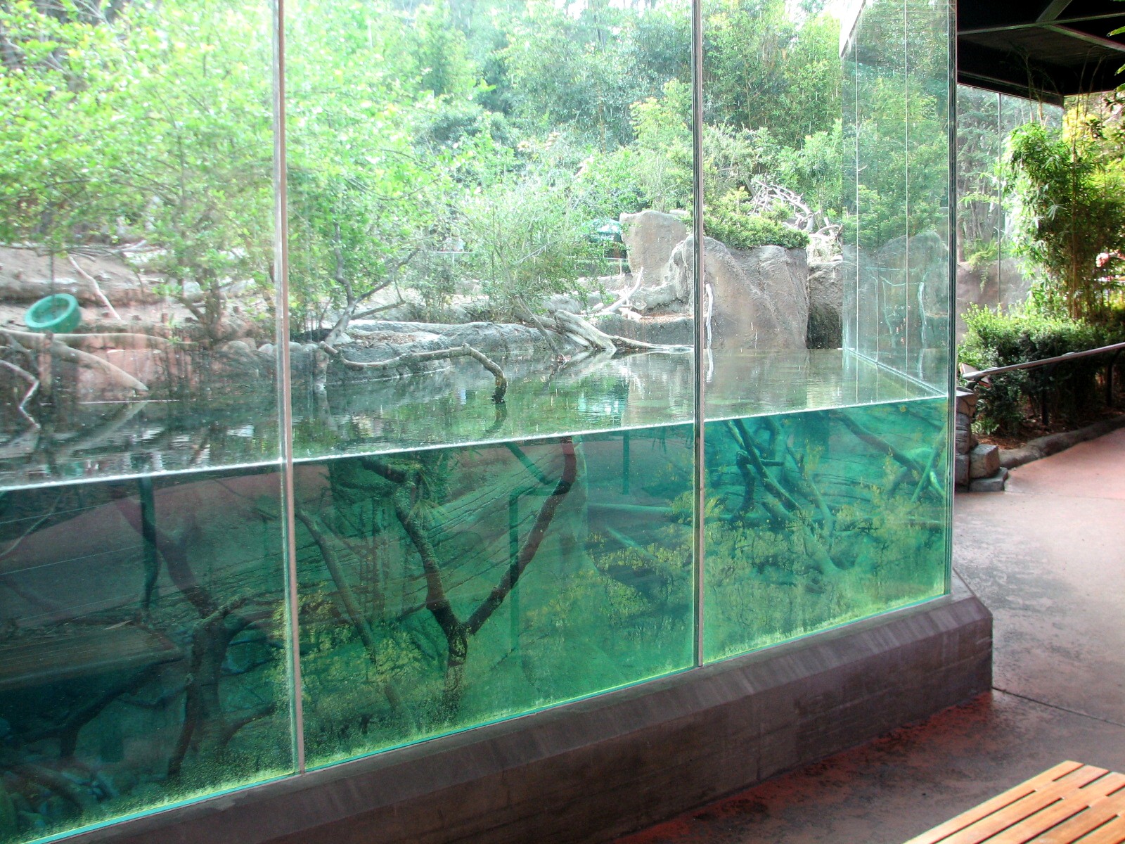 Lost Forest - Ituri Forest - Viewing Window