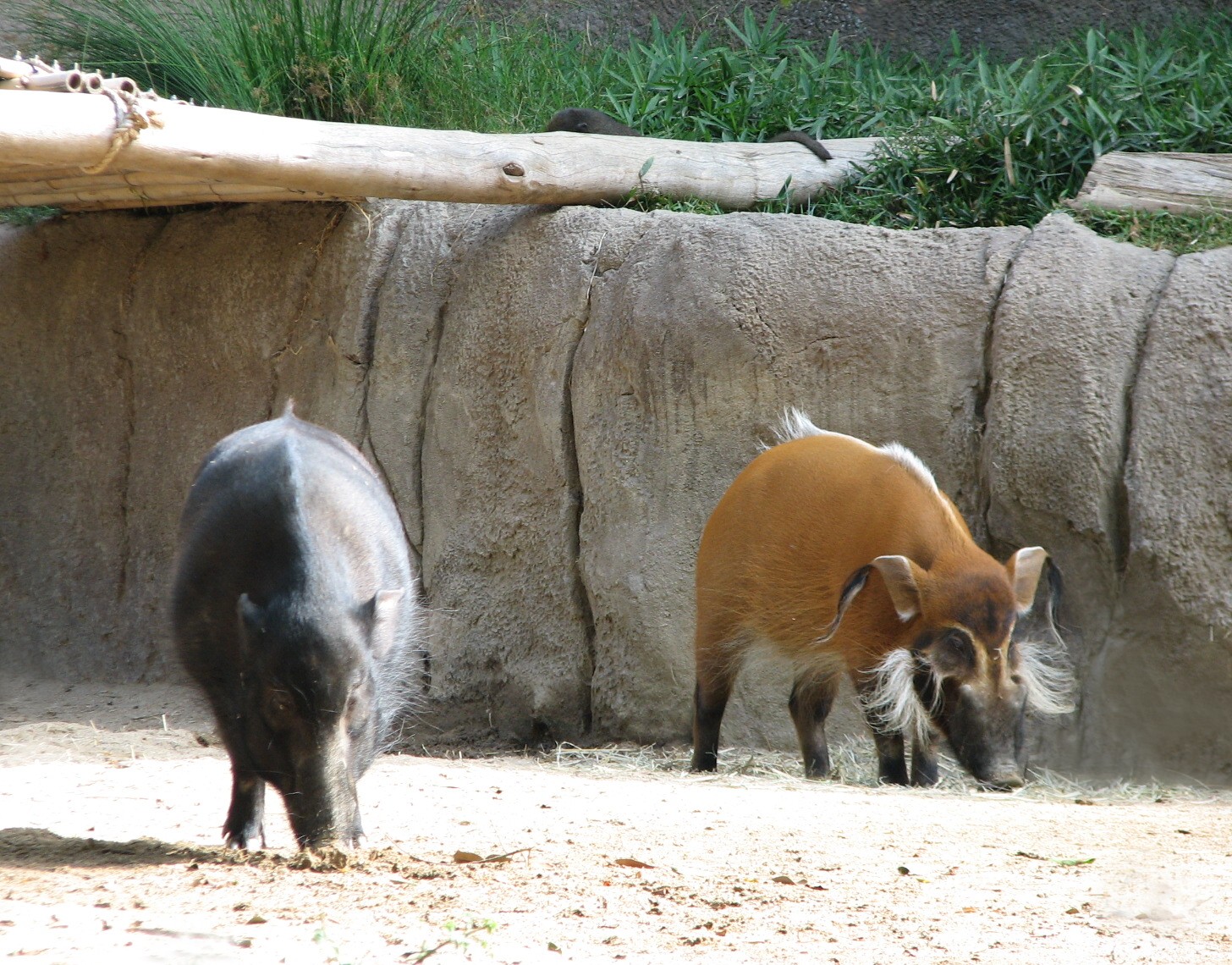 Lost Forest - Ituri Forest - Western Forest Hog and Red River Hog