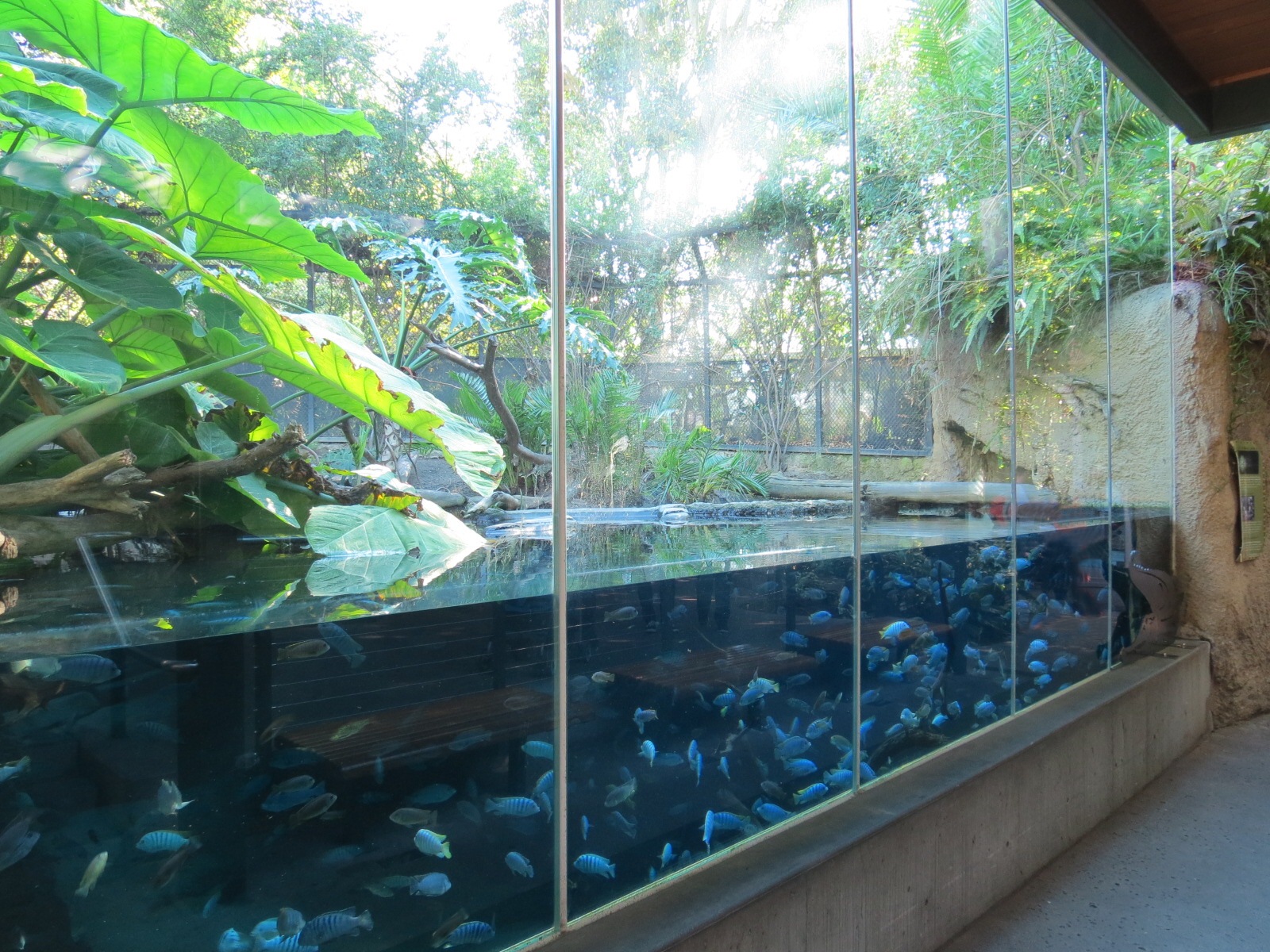 Lost Forest - Monkey Trails and Forest Tails - African Slender-snouted Croc