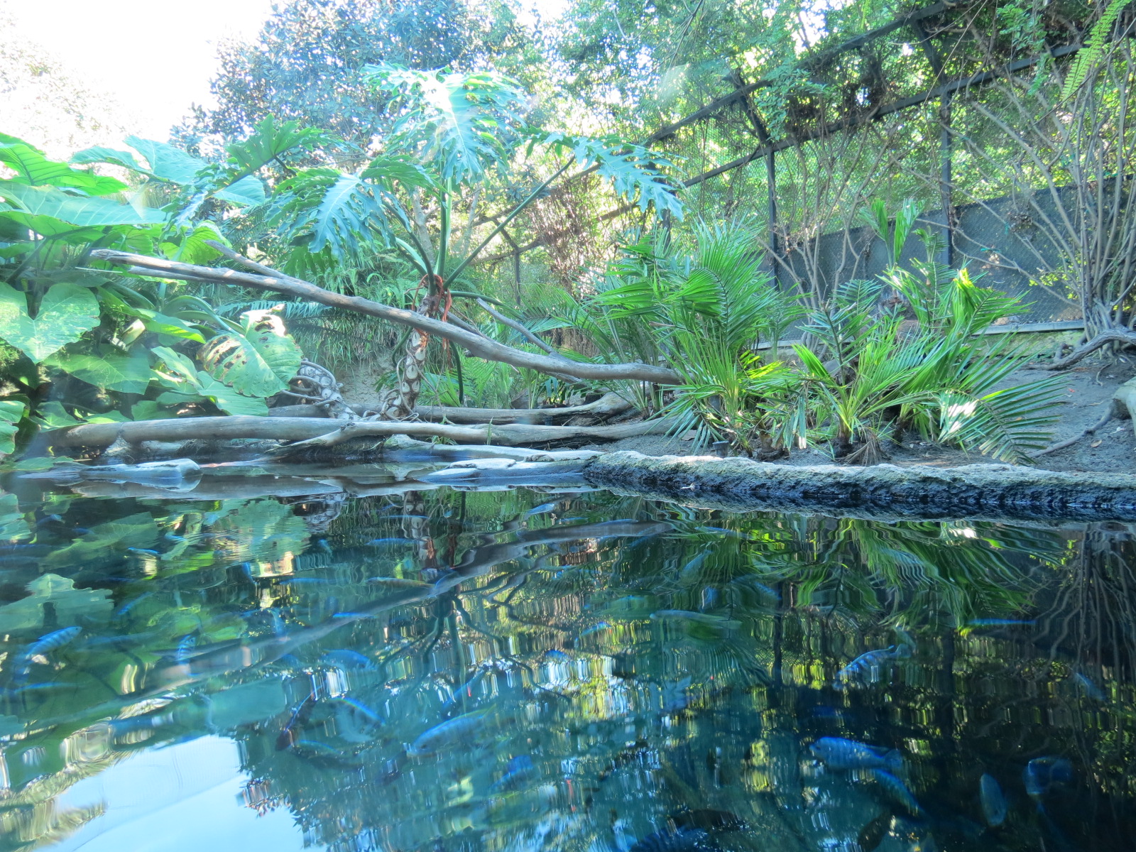 Lost Forest - Monkey Trails and Forest Tails - African Slender-snouted Croc