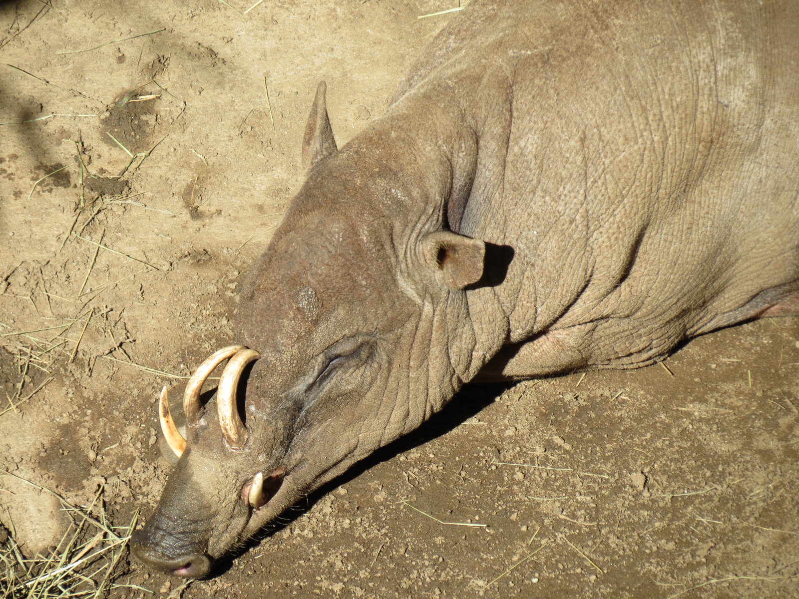 Lost Forest - Monkey Trails and Forest Tails - Babirusa Exhibit 1