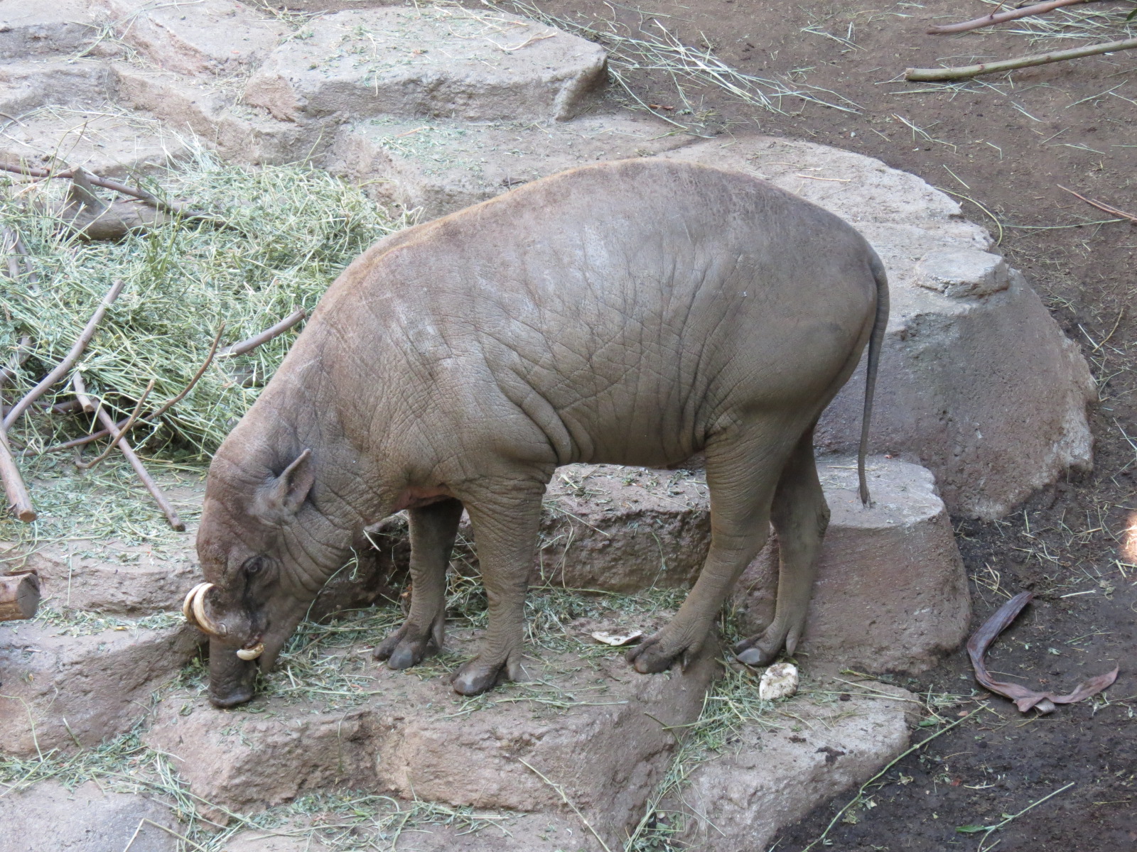 Lost Forest - Monkey Trails and Forest Tails - Babirusa Exhibit 1