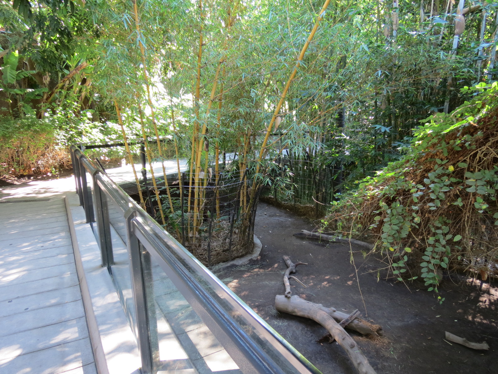 Lost Forest - Monkey Trails and Forest Tails - Babirusa Exhibit 2