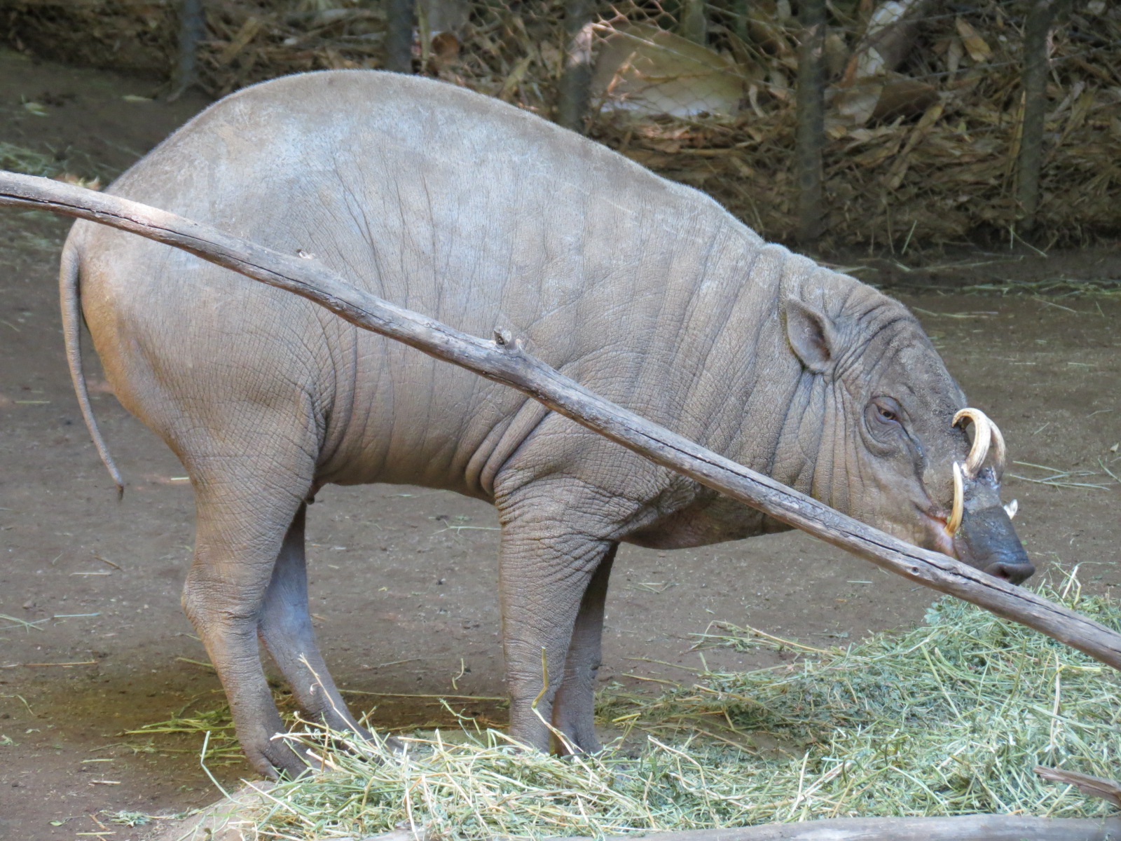 Lost Forest - Monkey Trails and Forest Tails - Babirusa Exhibit 2
