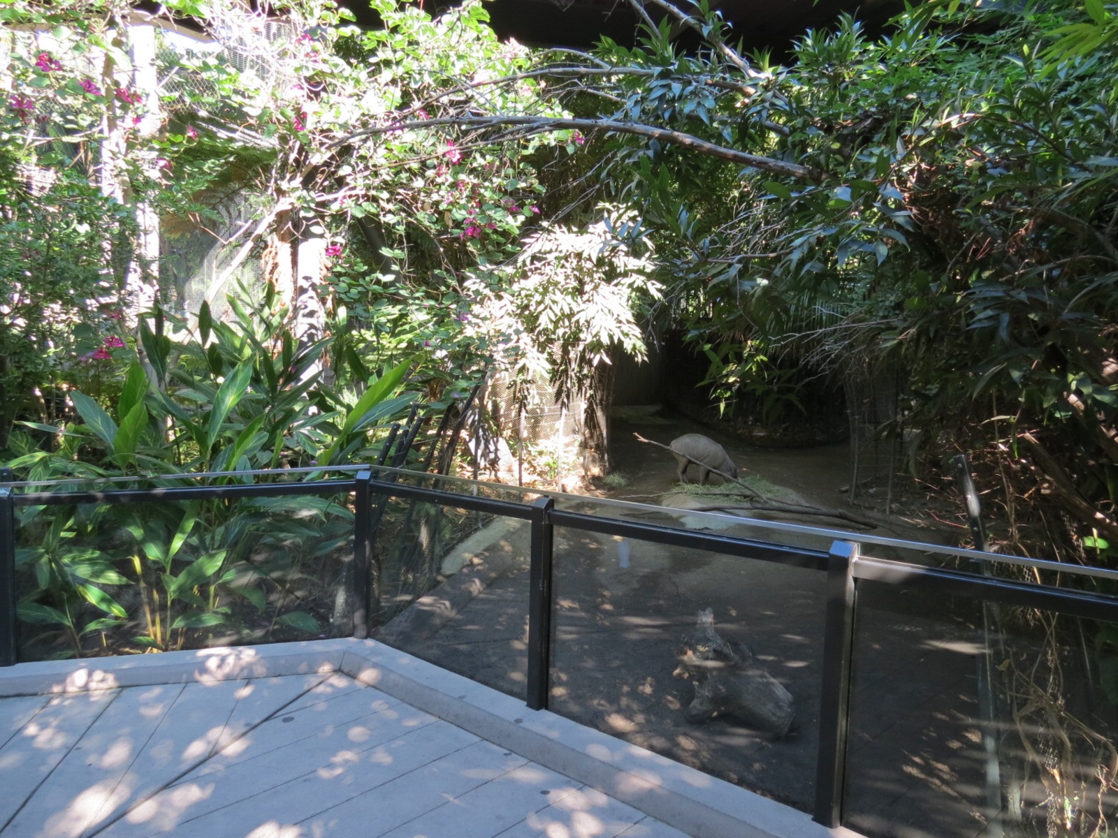 Lost Forest - Monkey Trails and Forest Tails - Babirusa Exhibit 2