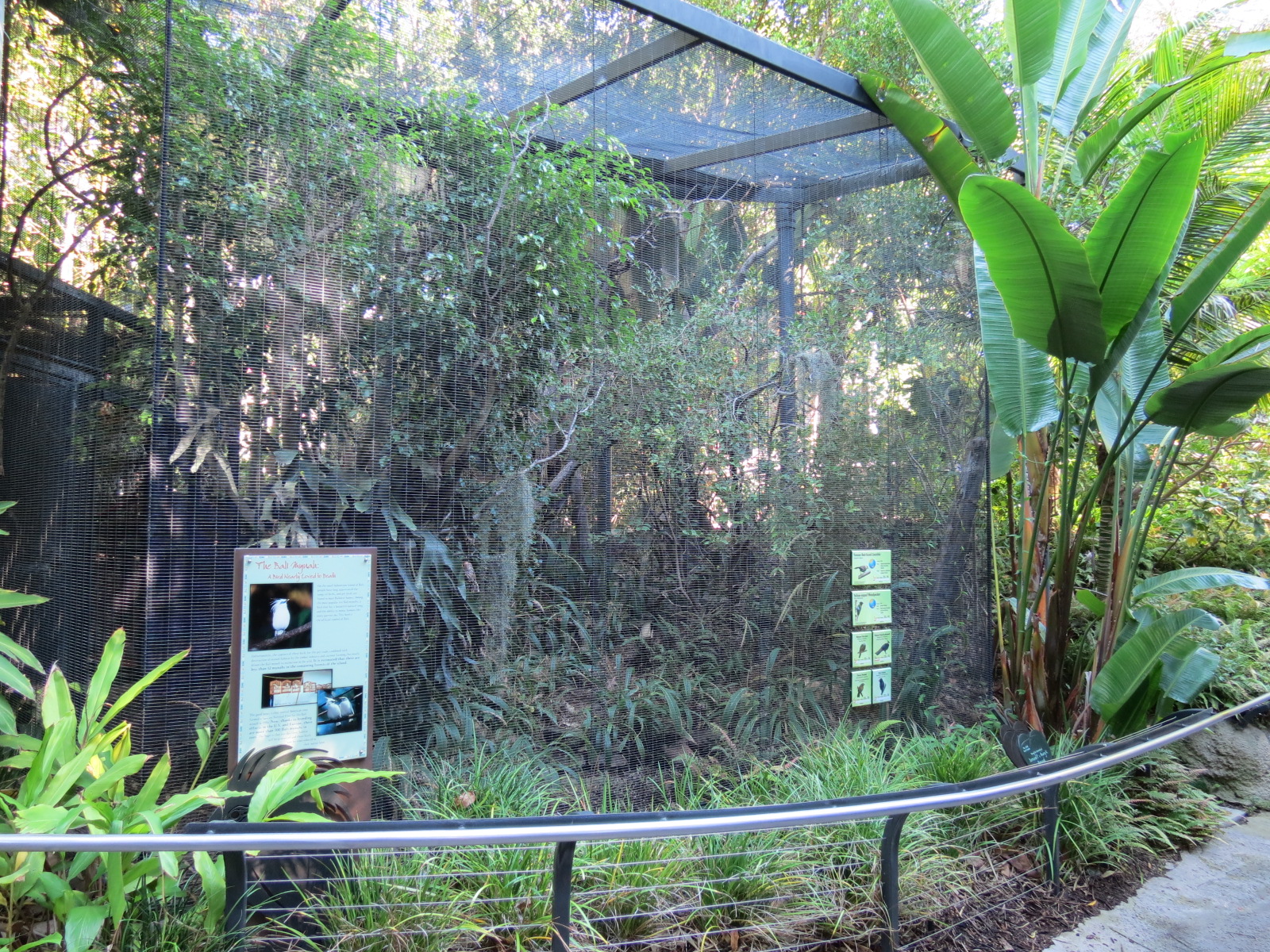 Lost Forest - Monkey Trails and Forest Tails - Bali Mynah and Others Exhibi