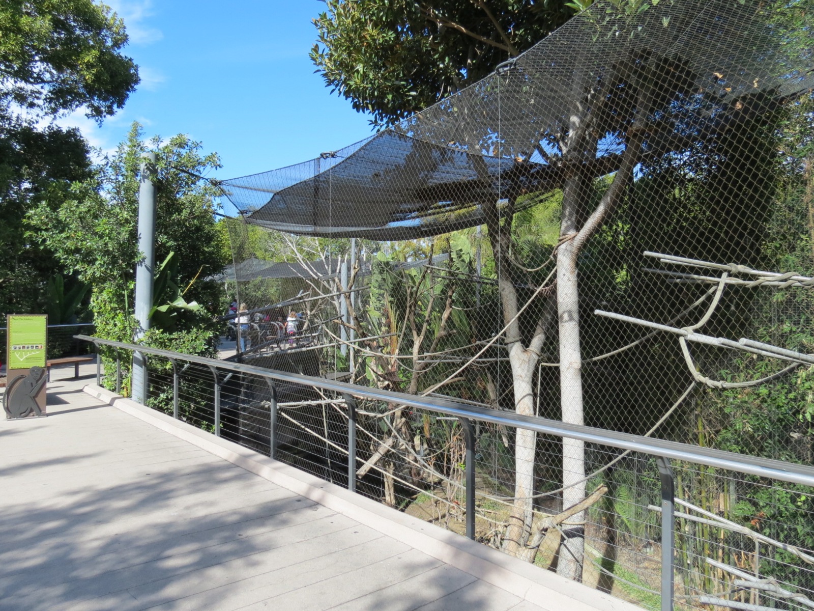 Lost Forest - Monkey Trails and Forest Tails - Black Mangabey and Angolan C