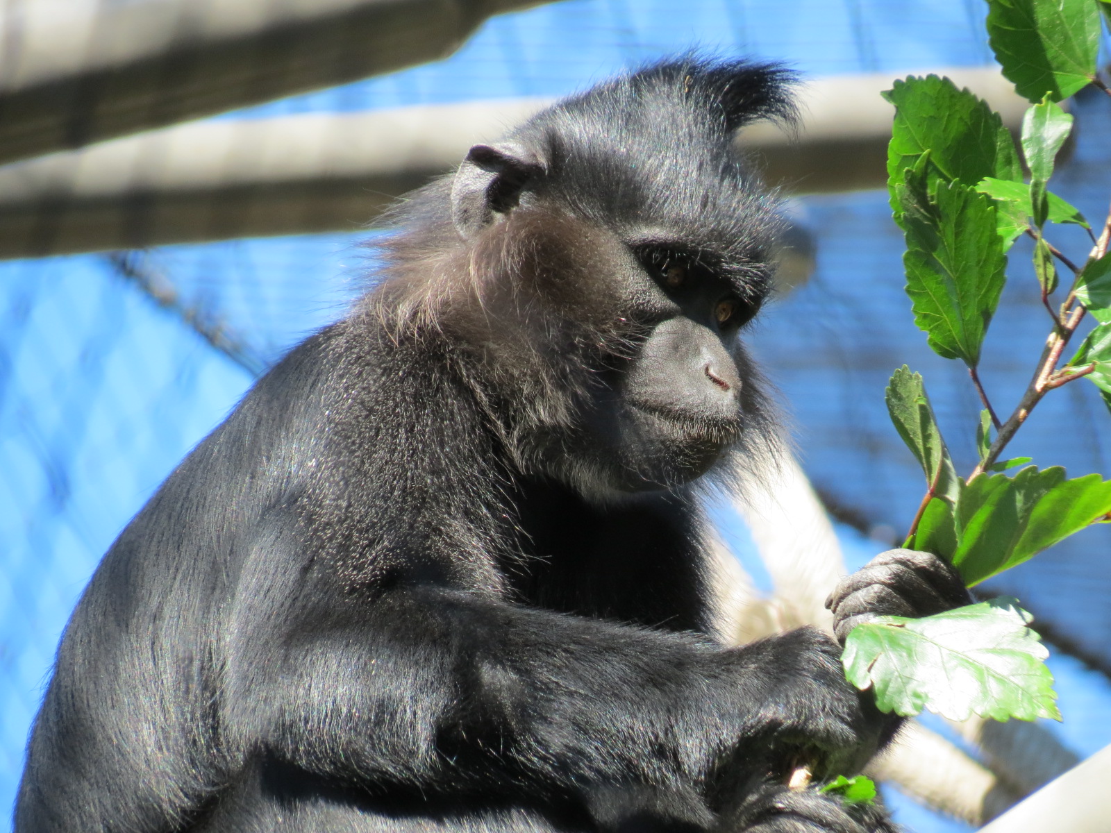 Lost Forest - Monkey Trails and Forest Tails - Black Mangabey and Angolan C
