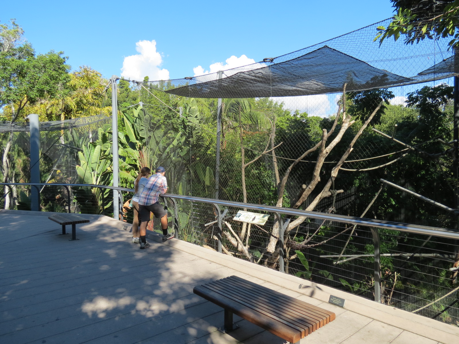 Lost Forest - Monkey Trails and Forest Tails - Black Mangabey and Angolan C