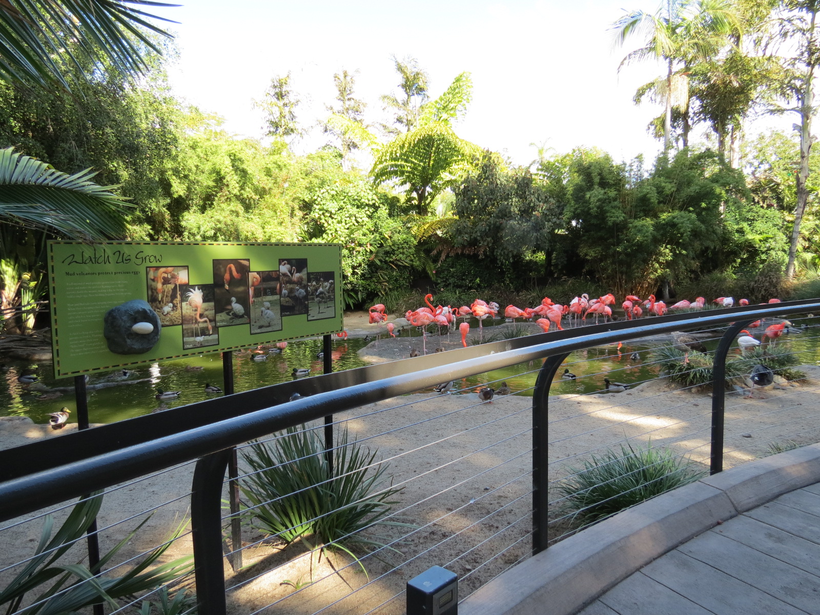 Lost Forest - Monkey Trails and Forest Tails - Caribbean Flamingo and Other