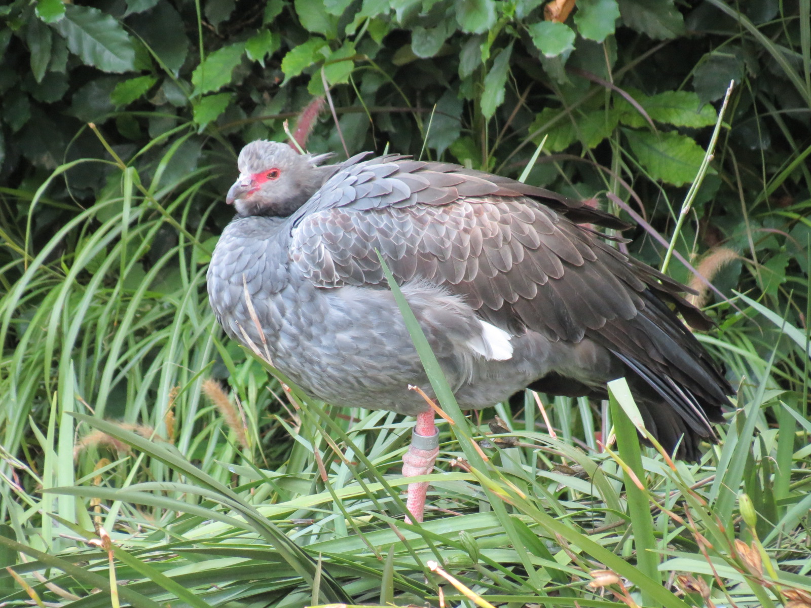 Lost Forest - Monkey Trails and Forest Tails - Caribbean Flamingo and Other