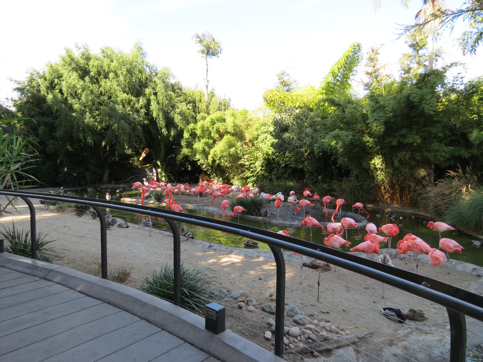 Lost Forest - Monkey Trails and Forest Tails - Caribbean Flamingo and Other