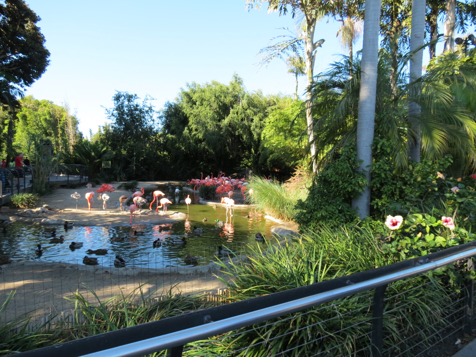 Lost Forest - Monkey Trails and Forest Tails - Caribbean Flamingo and Other