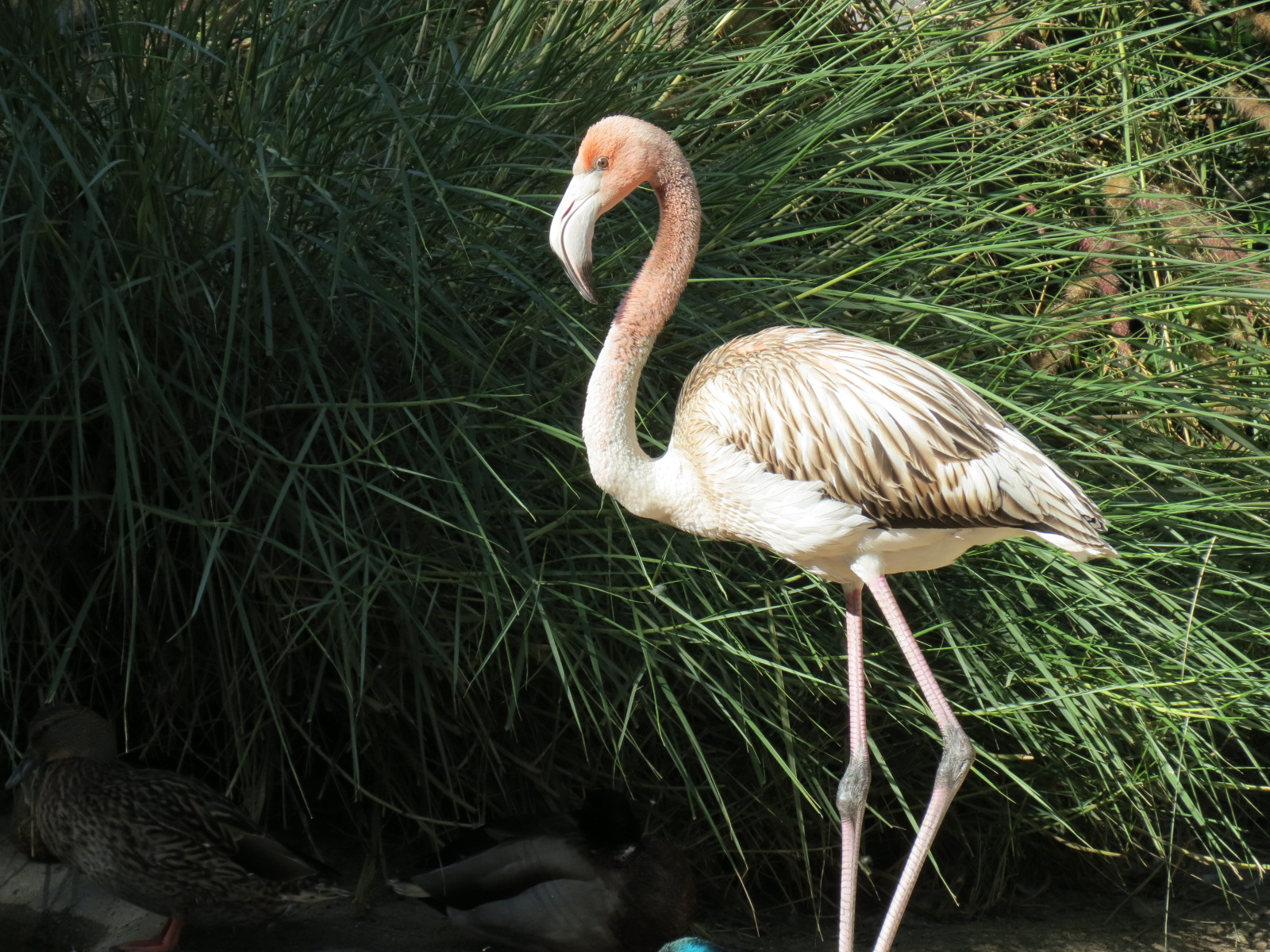 Lost Forest - Monkey Trails and Forest Tails - Caribbean Flamingo and Other