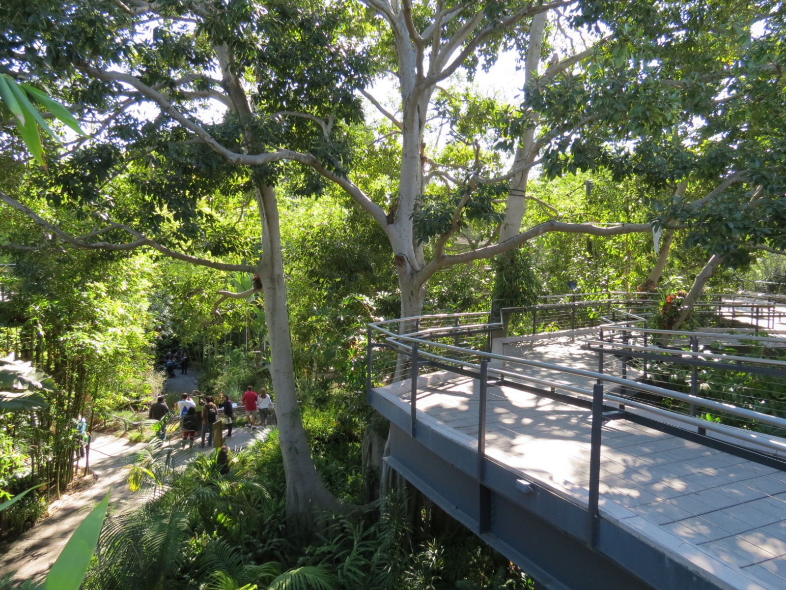 Lost Forest - Monkey Trails and Forest Tails - Elevated Walkway
