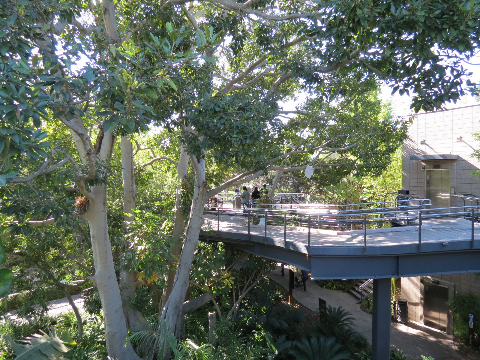 Lost Forest - Monkey Trails and Forest Tails - Elevated Walkway