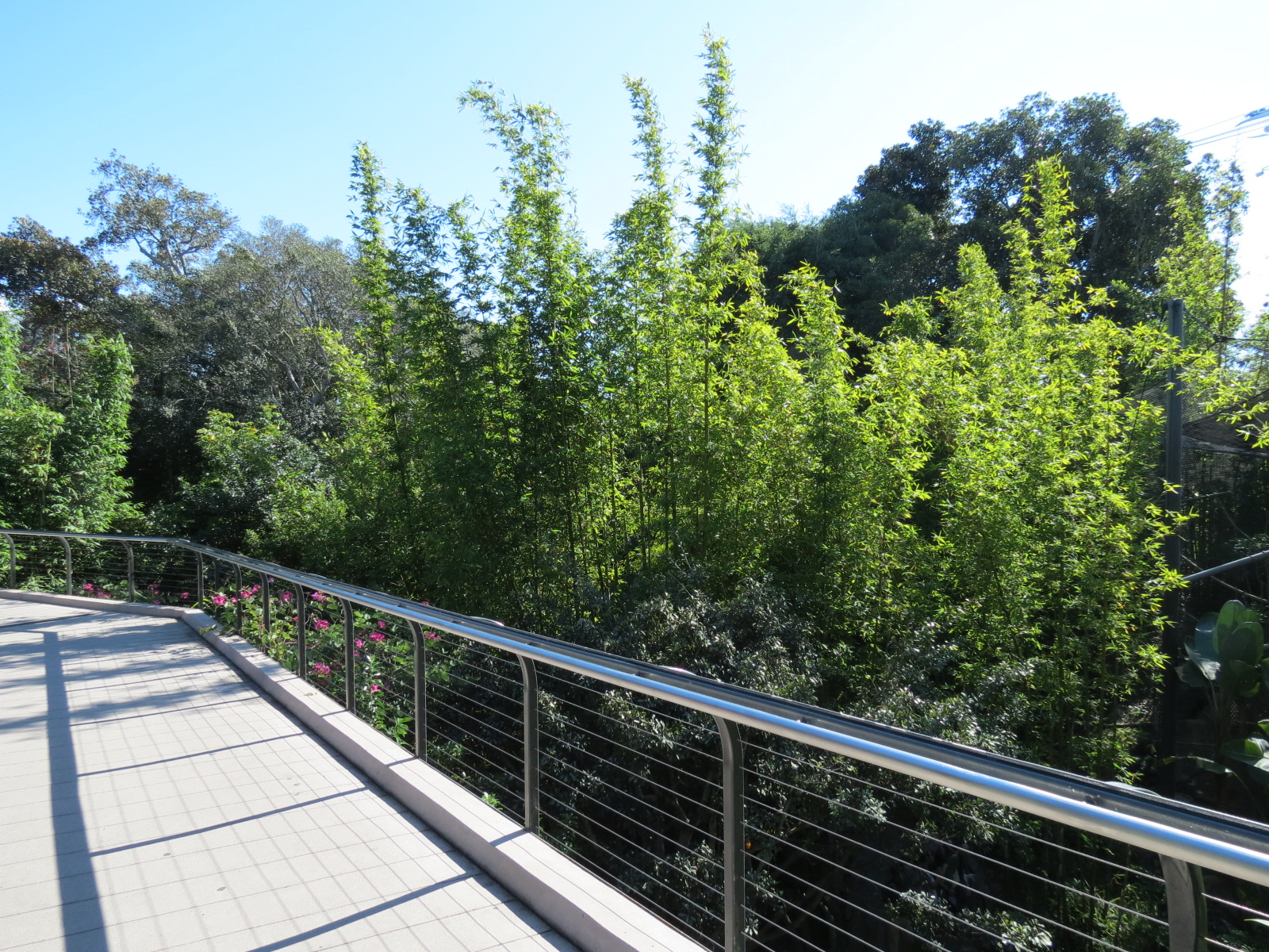 Lost Forest - Monkey Trails and Forest Tails - Entry Walkway