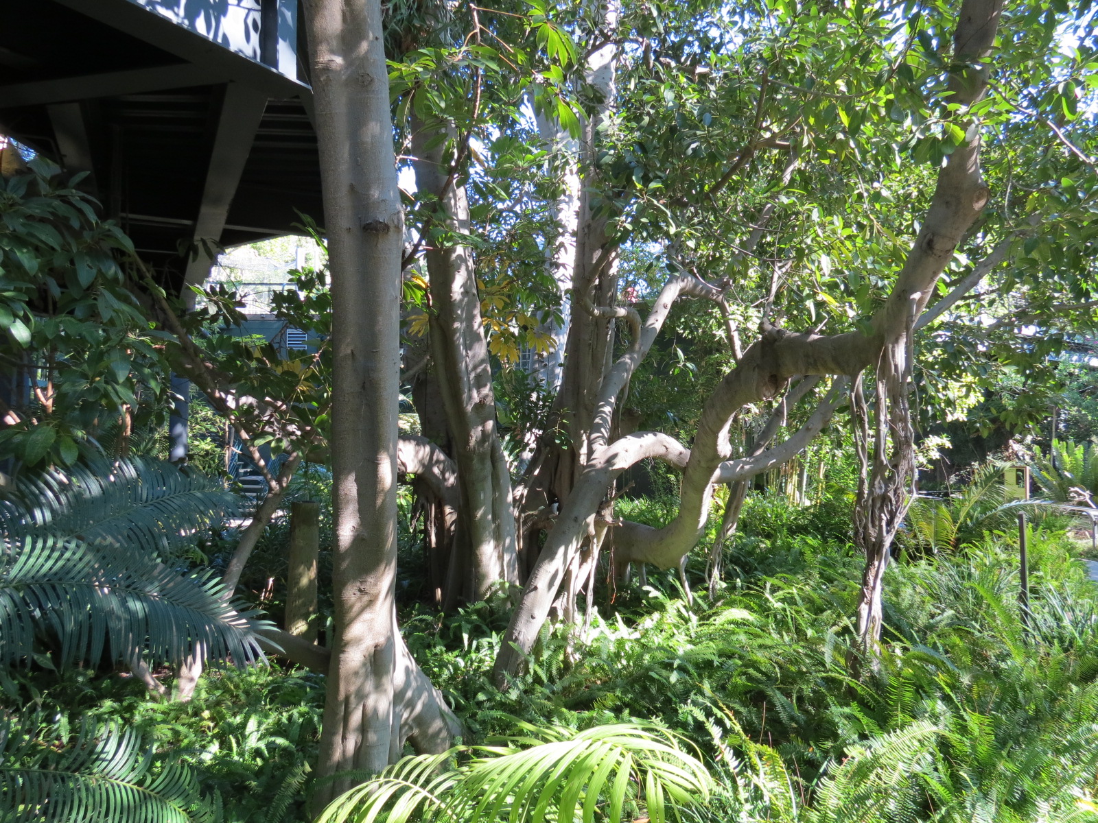 Lost Forest - Monkey Trails and Forest Tails - Ficus