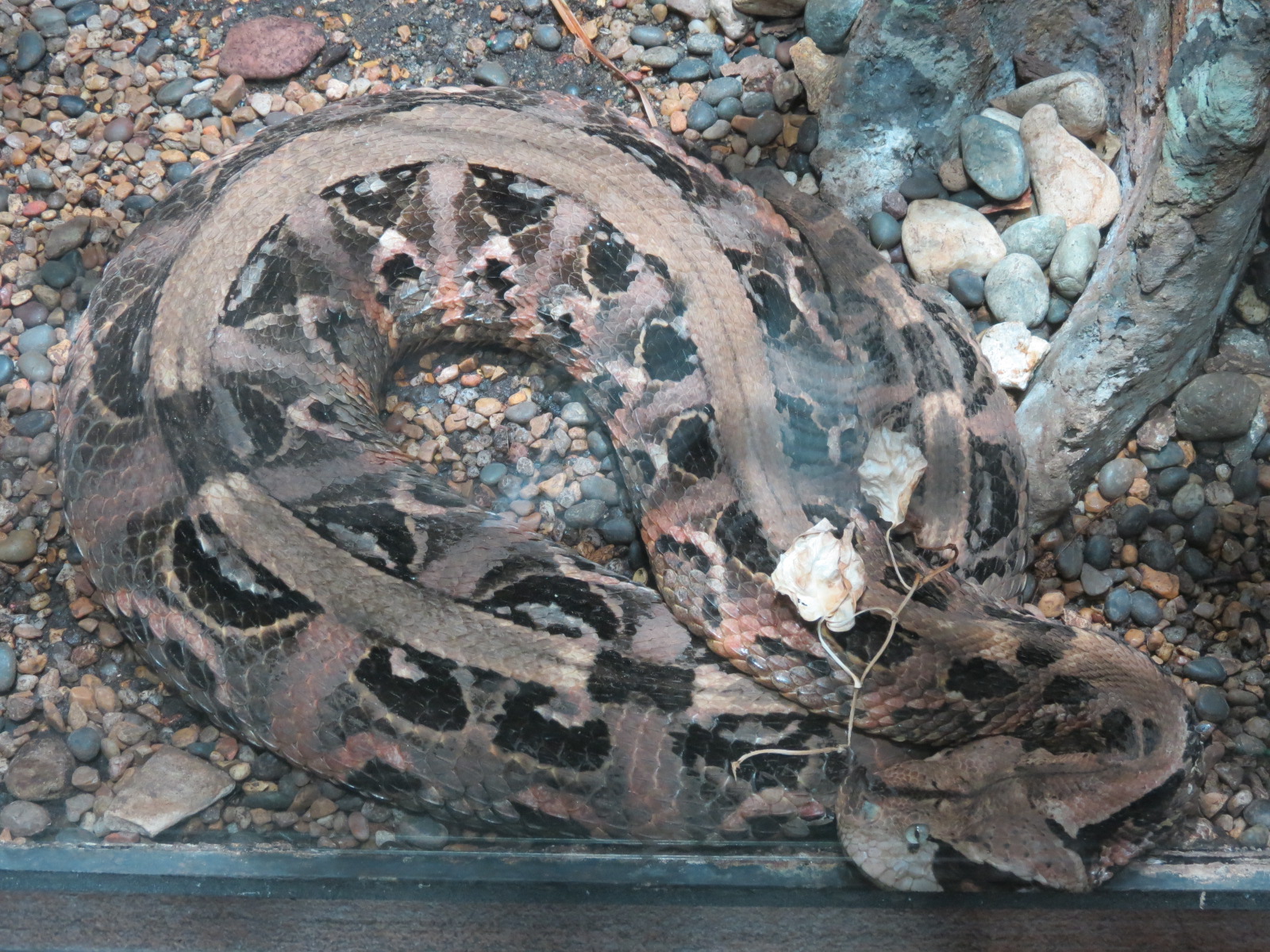 Lost Forest - Monkey Trails and Forest Tails - Gaboon Viper Exhibit