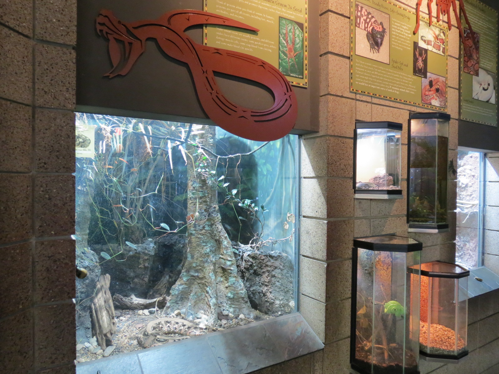 Lost Forest - Monkey Trails and Forest Tails - Gaboon Viper Exhibit