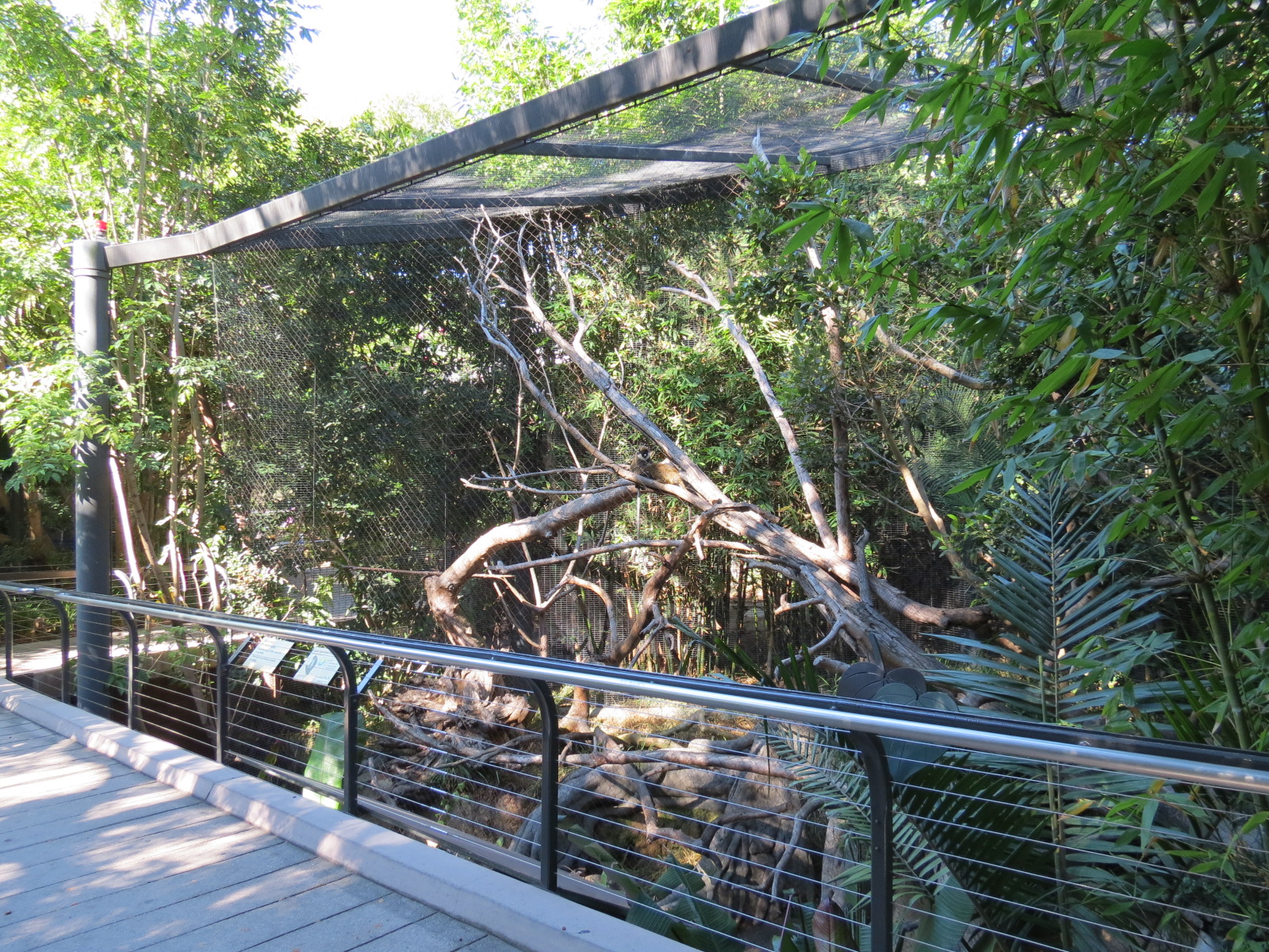 Lost Forest - Monkey Trails and Forest Tails - Lesser Spot-nosed Guenon Exh