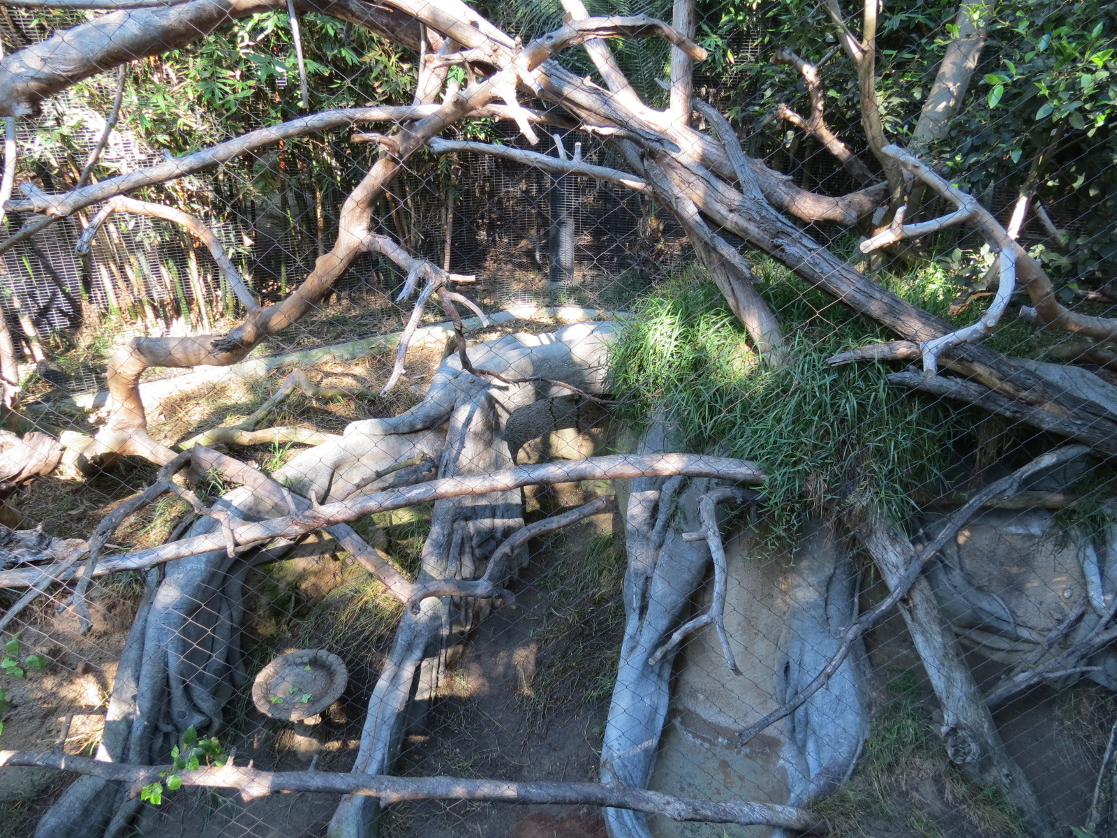 Lost Forest - Monkey Trails and Forest Tails - Lesser Spot-nosed Guenon Exh