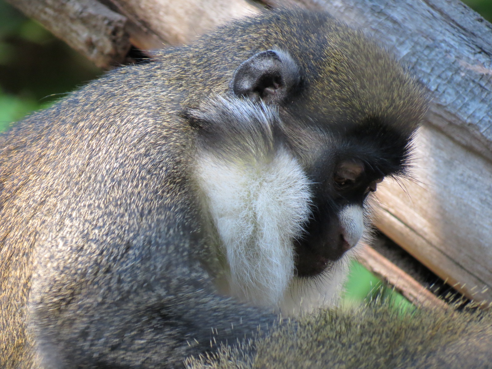 Lost Forest - Monkey Trails and Forest Tails - Lesser Spot-nosed Guenon Exh
