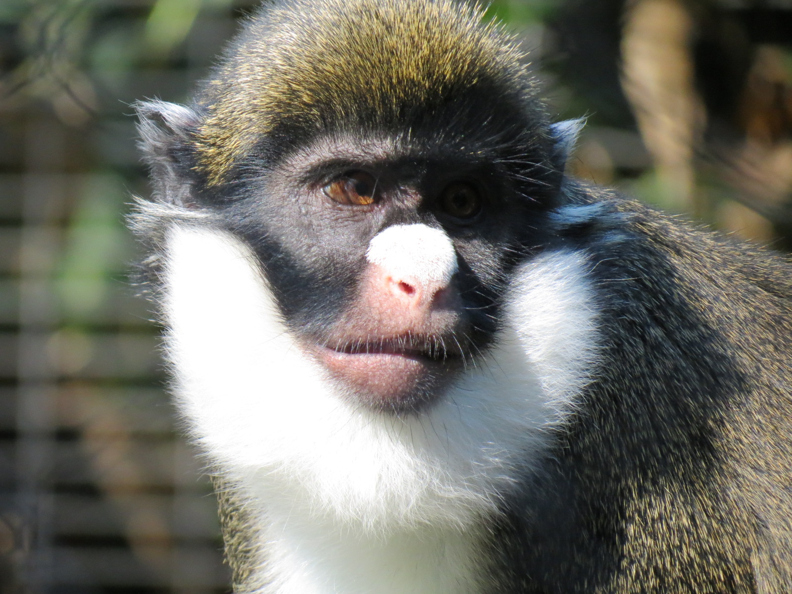 Lost Forest - Monkey Trails and Forest Tails - Lesser Spot-nosed Guenon Exh