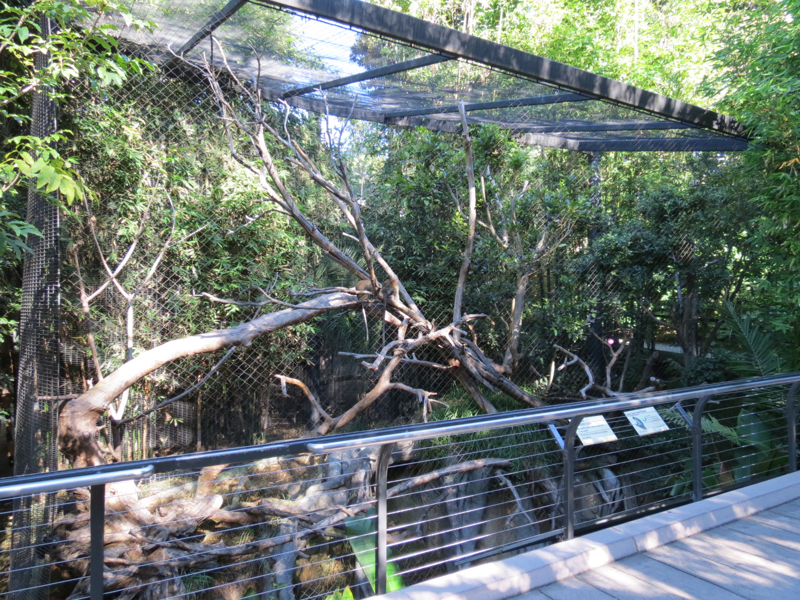 Lost Forest - Monkey Trails and Forest Tails - Lesser Spot-nosed Guenon Exh