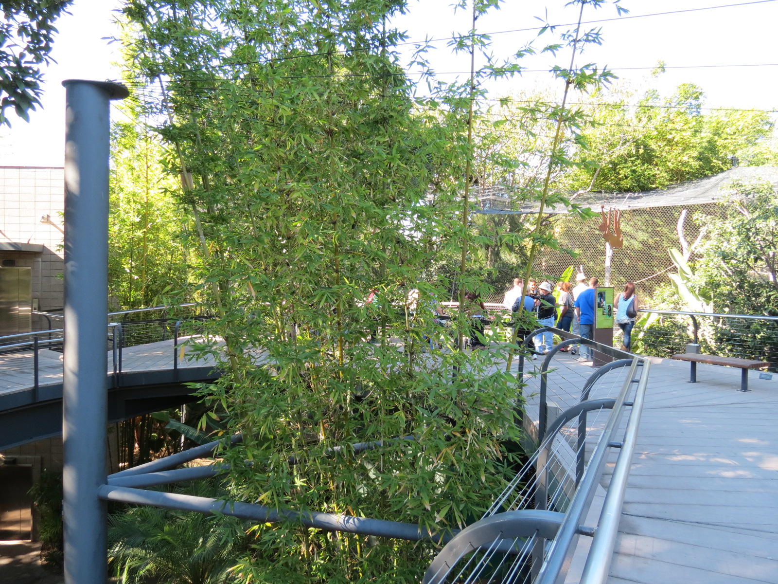 Lost Forest - Monkey Trails and Forest Tails - Mandrill, Schmidt's Spot-nos