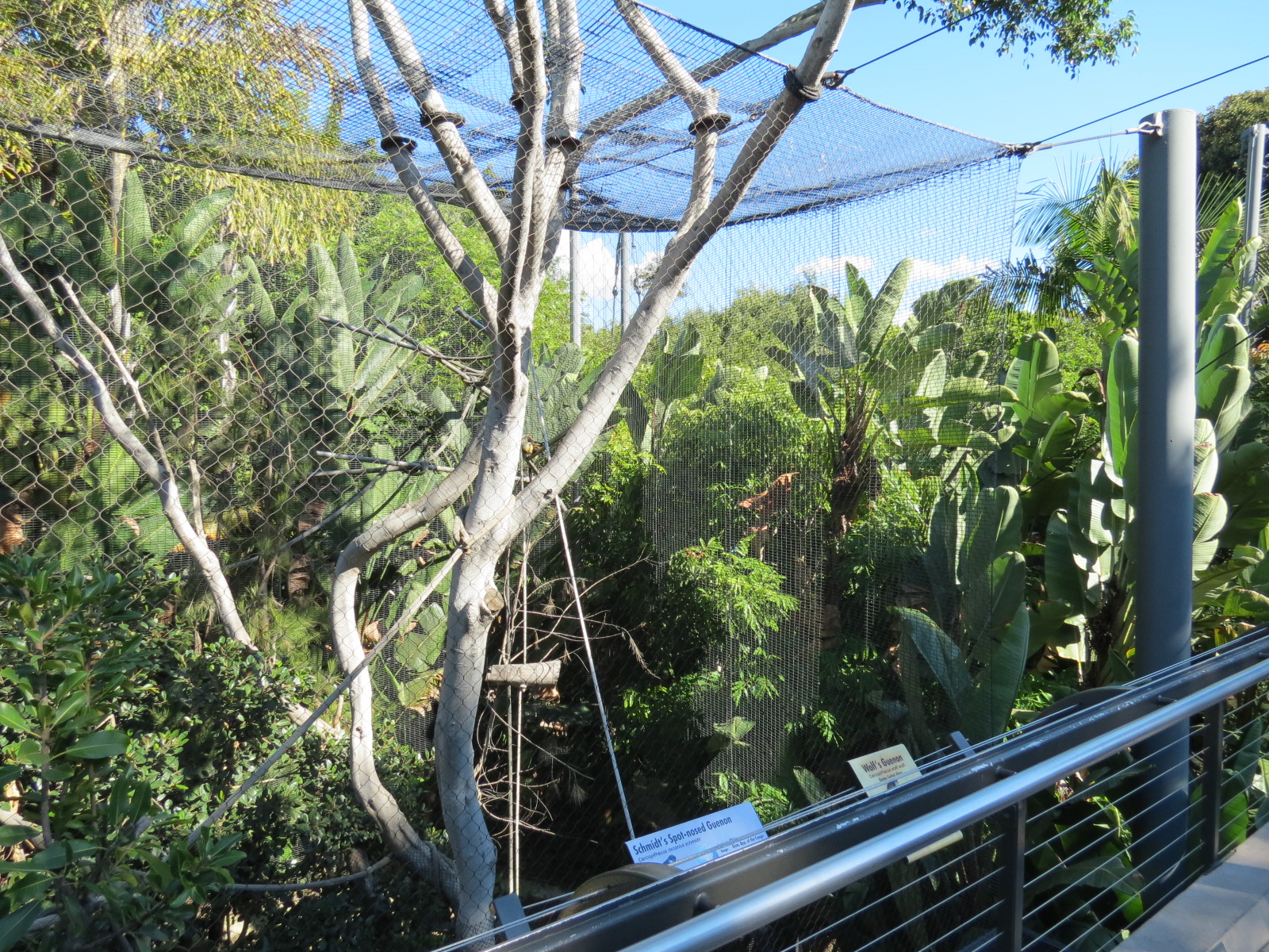 Lost Forest - Monkey Trails and Forest Tails - Mandrill, Schmidt's Spot-nos