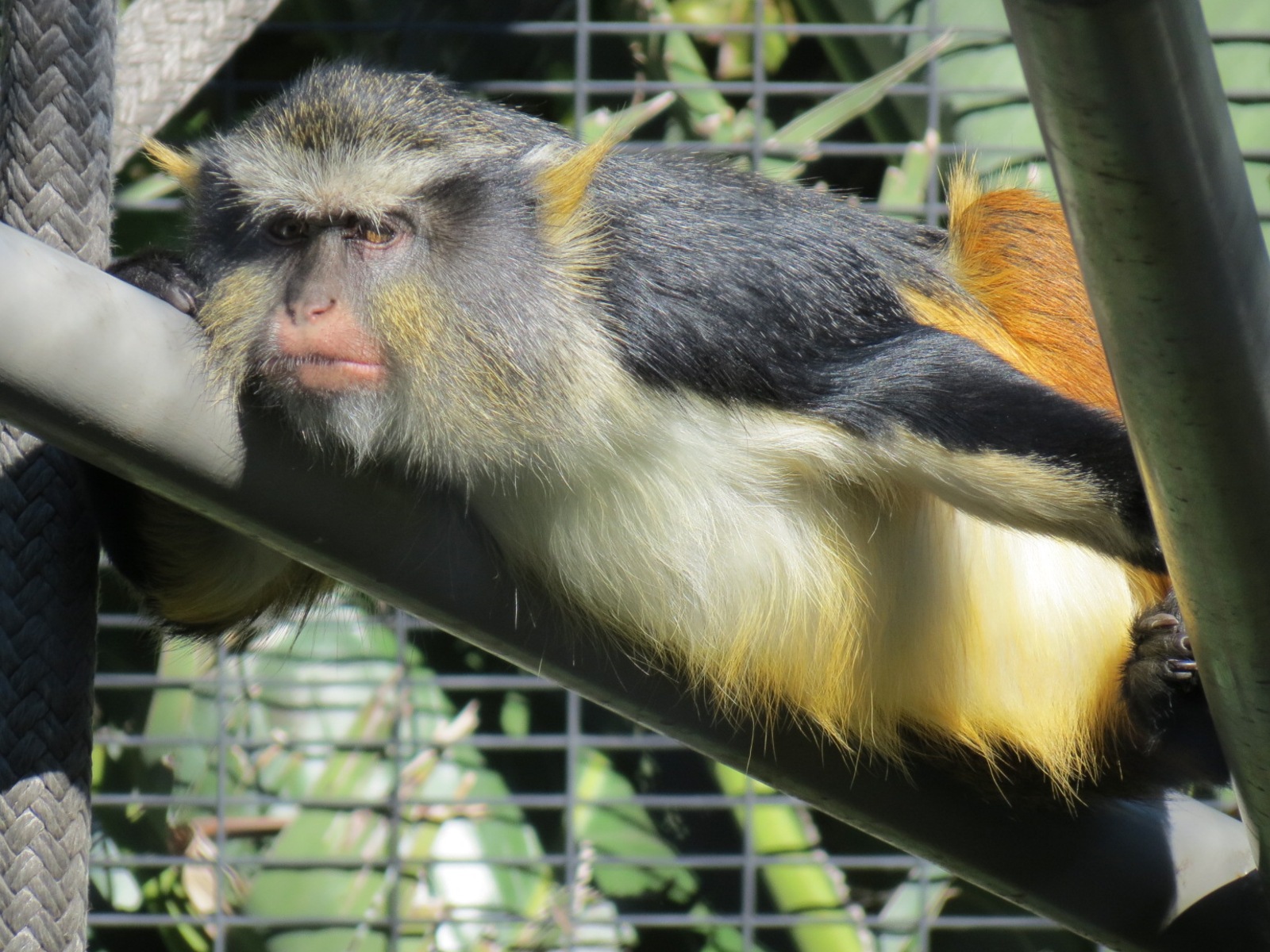 Lost Forest - Monkey Trails and Forest Tails - Mandrill, Schmidt's Spot-nos