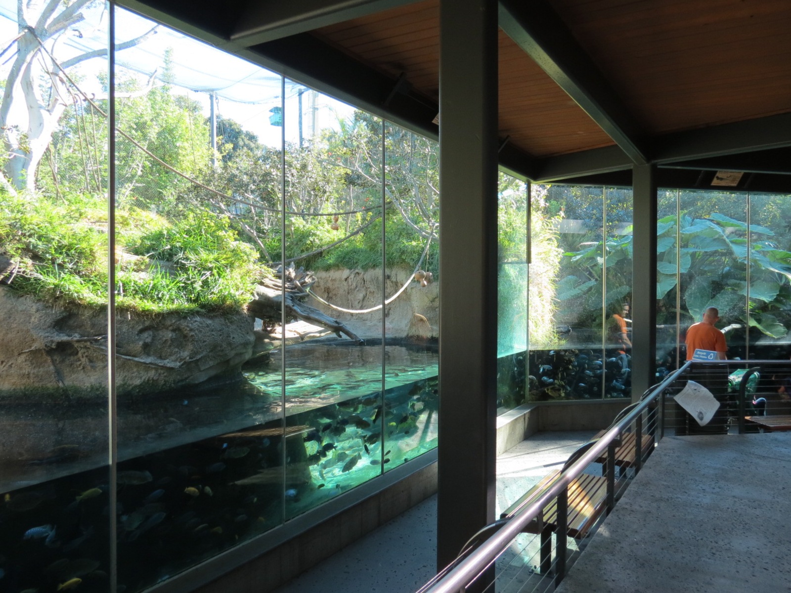 Lost Forest - Monkey Trails and Forest Tails - Pygmy Hippo and Wolf's Gueno