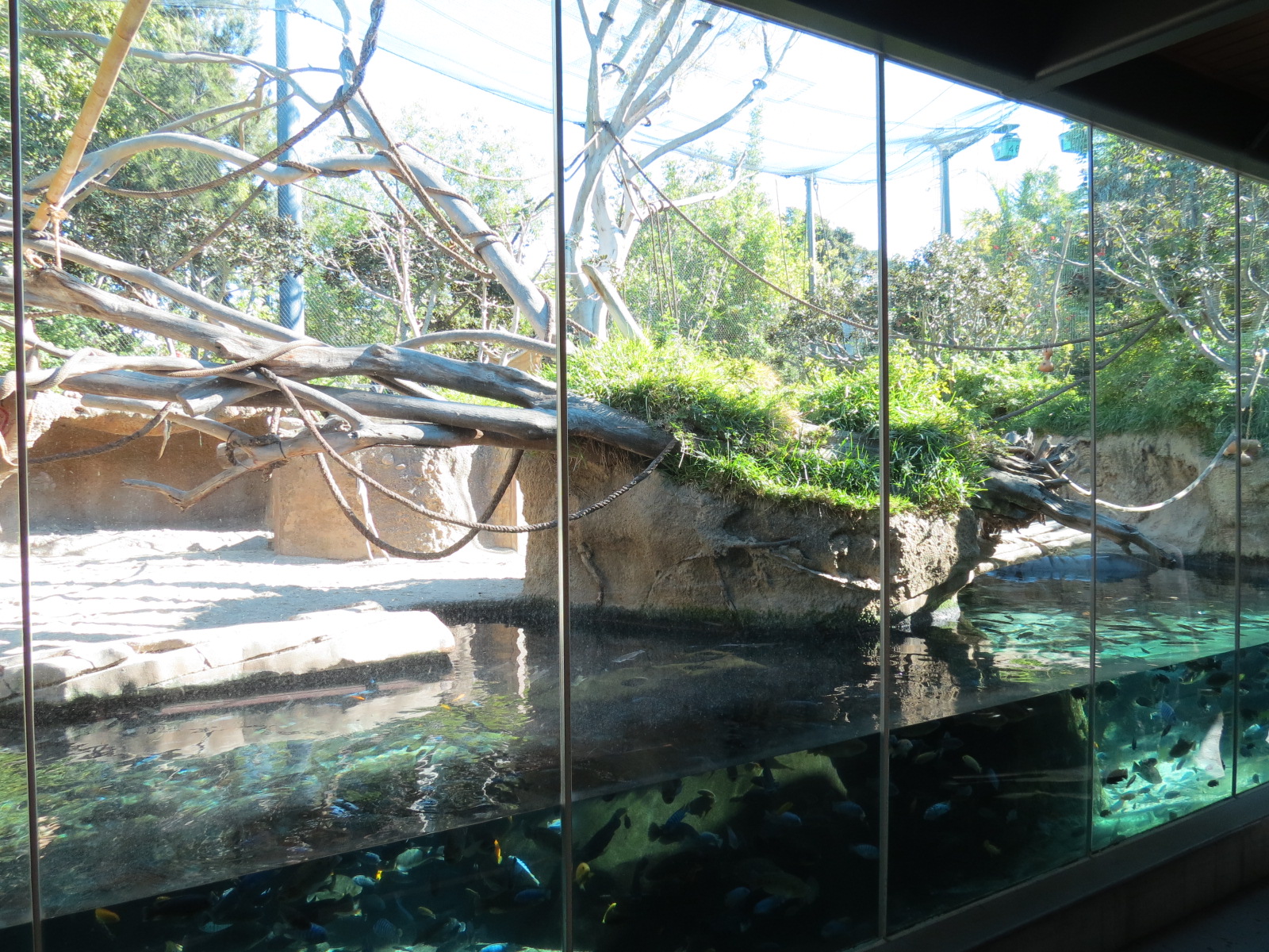 Lost Forest - Monkey Trails and Forest Tails - Pygmy Hippo and Wolf's Gueno